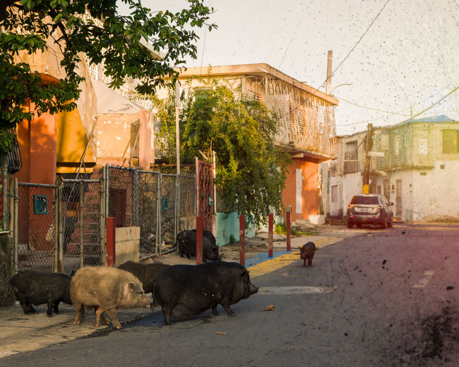 © Paul Thulin-Jimenez - Image from the Isla de las Palmas photography project