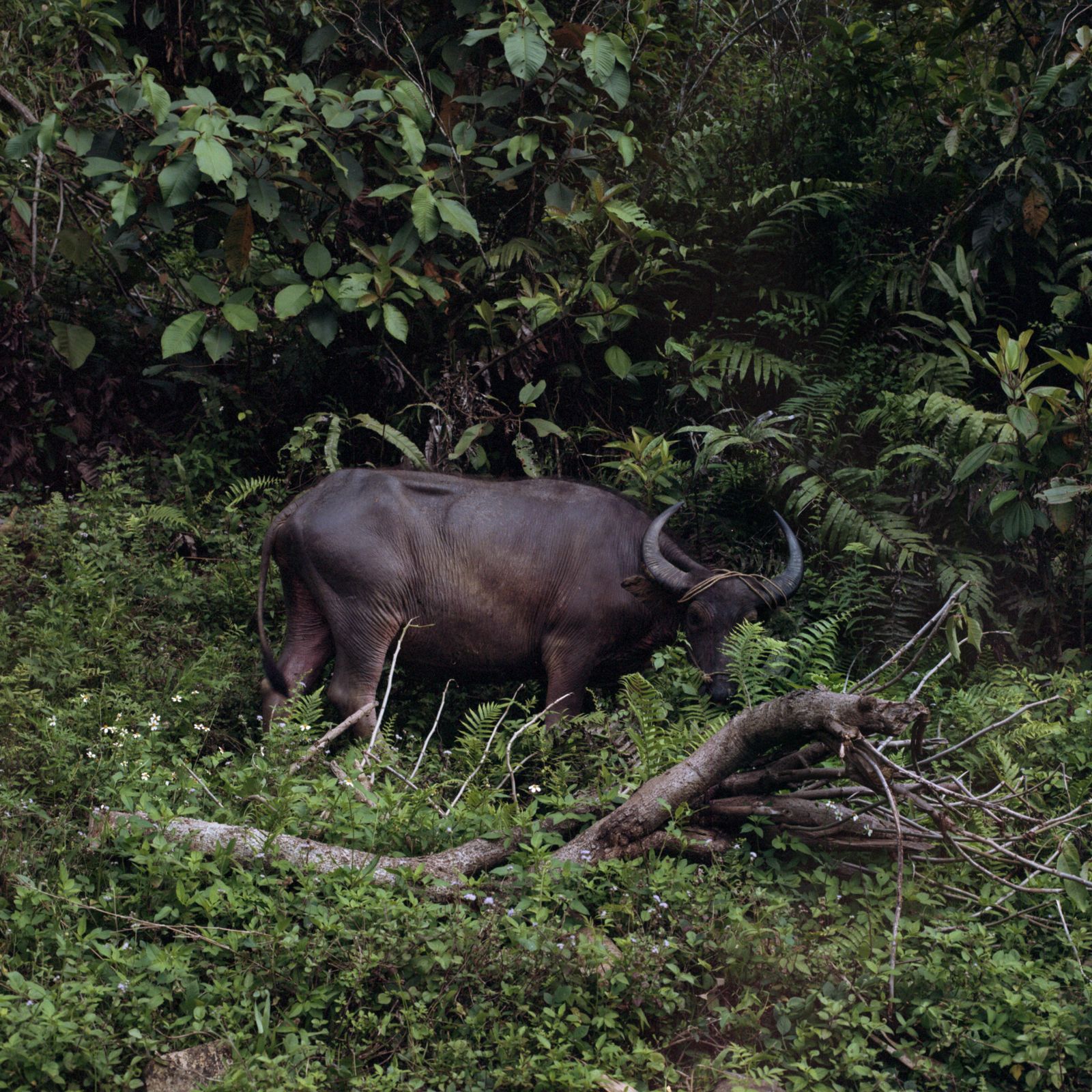 © Sara Szymańska - Image from the Searching for Blue Mountains photography project