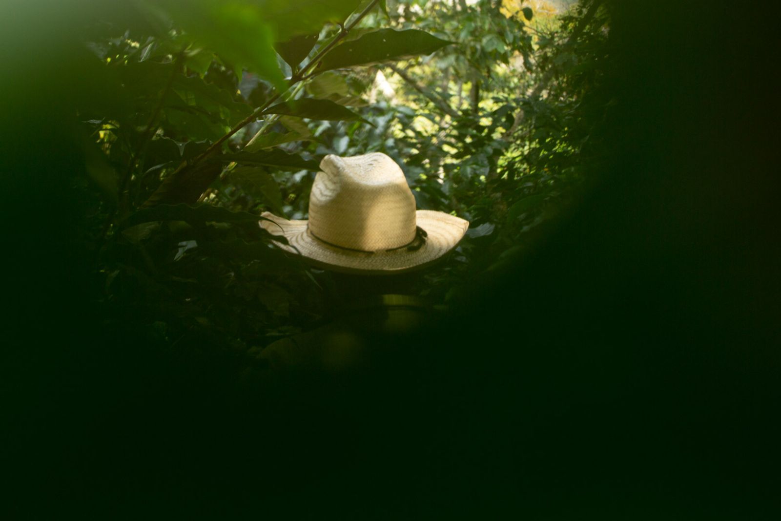 © Hannah Cauhépé - Image from the Purple Washed Beans? photography project