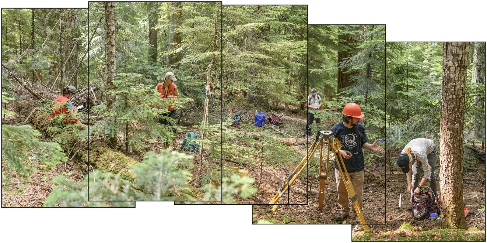 © Nancy Floyd - Field crew members Bryn Callie, Lindsay Villano, Katelin Kutella, Dr. Joe LaManna, and Dr. Jeff Diez setting up to map trees