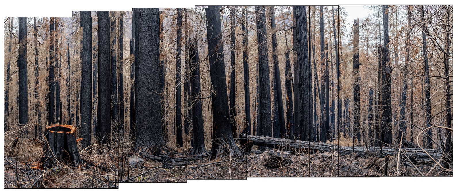 © Nancy Floyd - First trip into the forest after the fire.