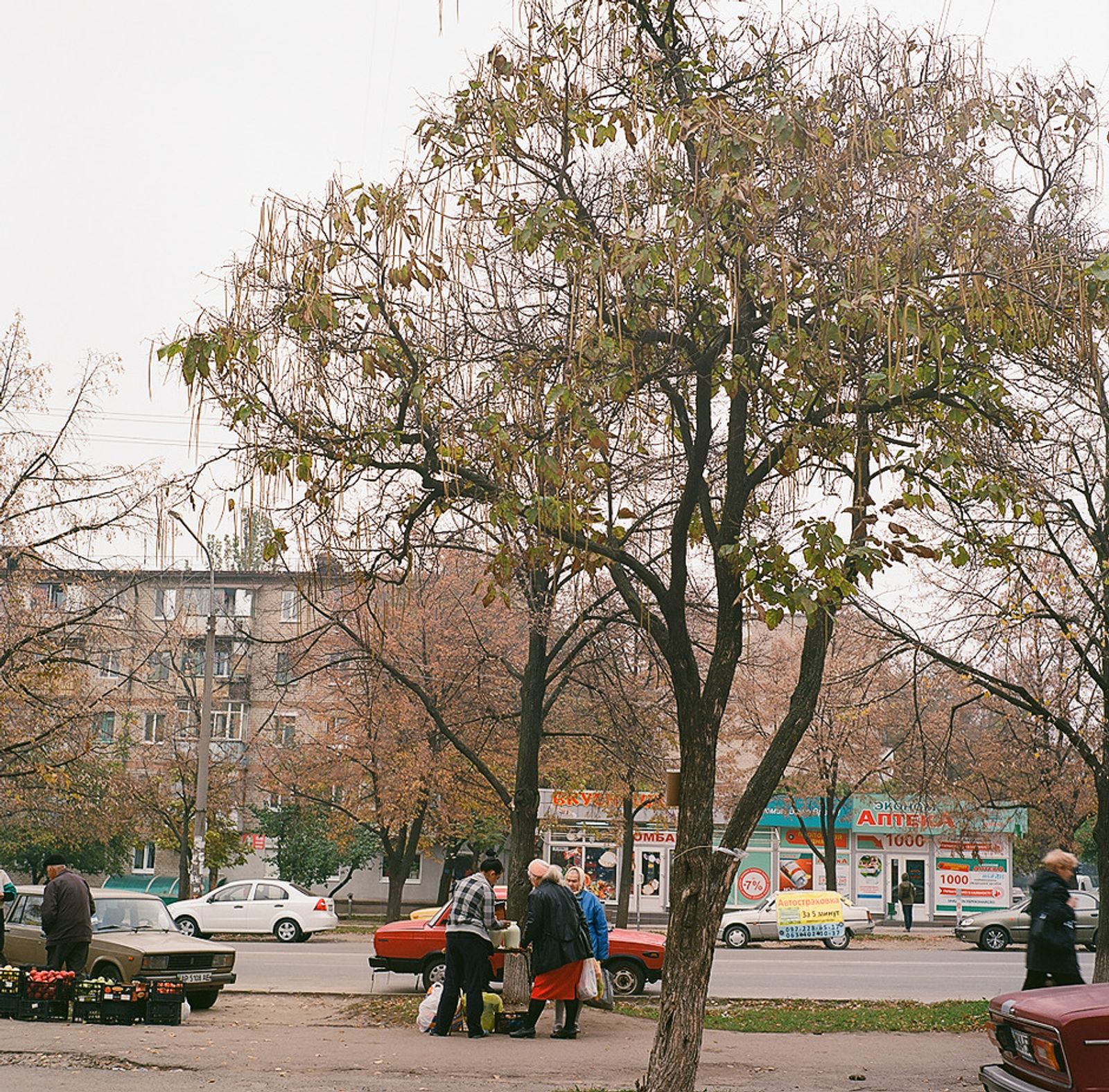 © Natalia Shlyakhovaya - Catalpa is a very common tree in Zaporizhzhya. Zaporizhzhya, Zaporizhia Oblast, Ukraine.
