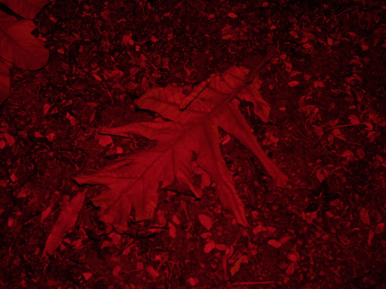 © Morthou - Image from the Absent in Body photography project