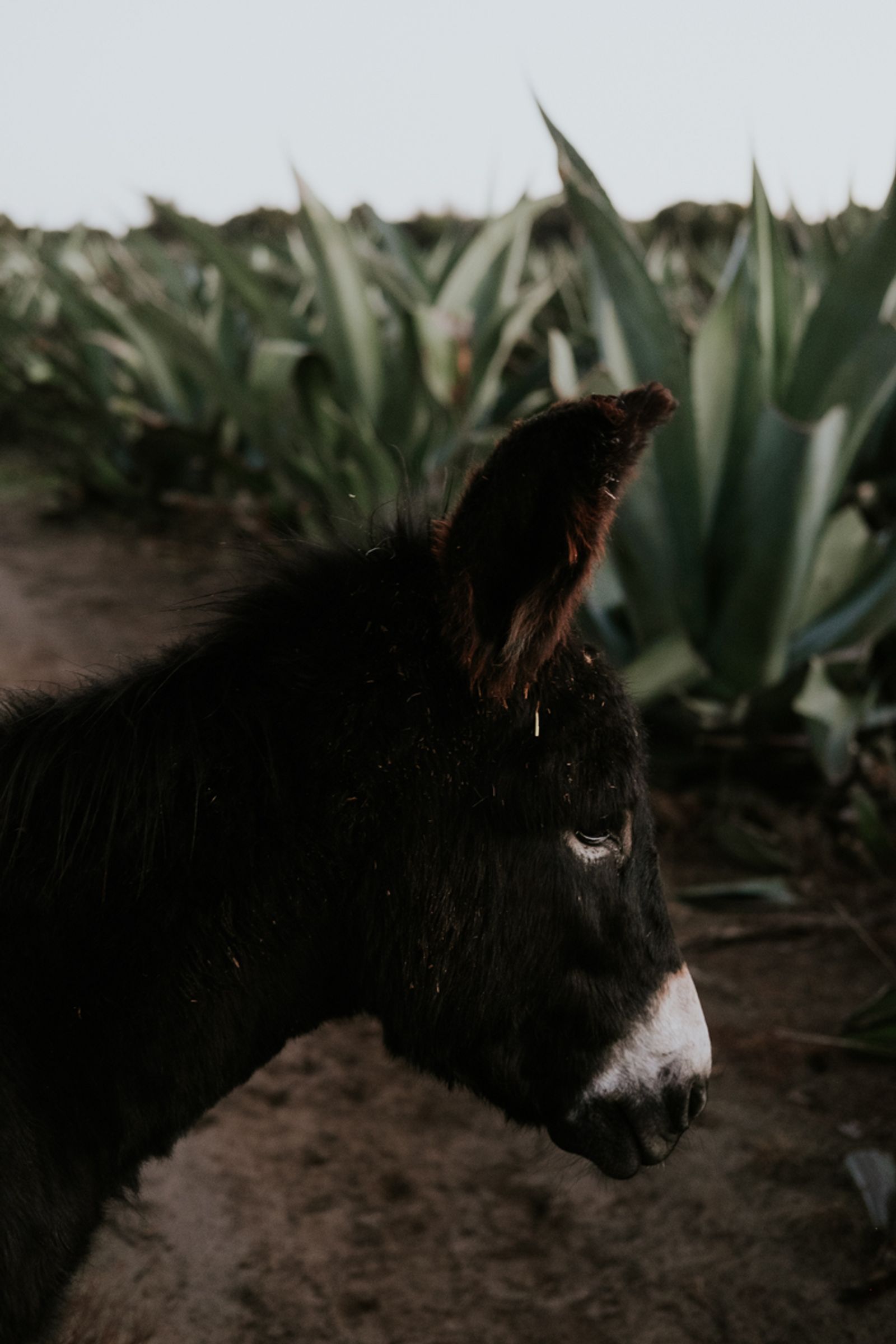 © Frédérique Gélinas - Image from the The Time of Agave photography project