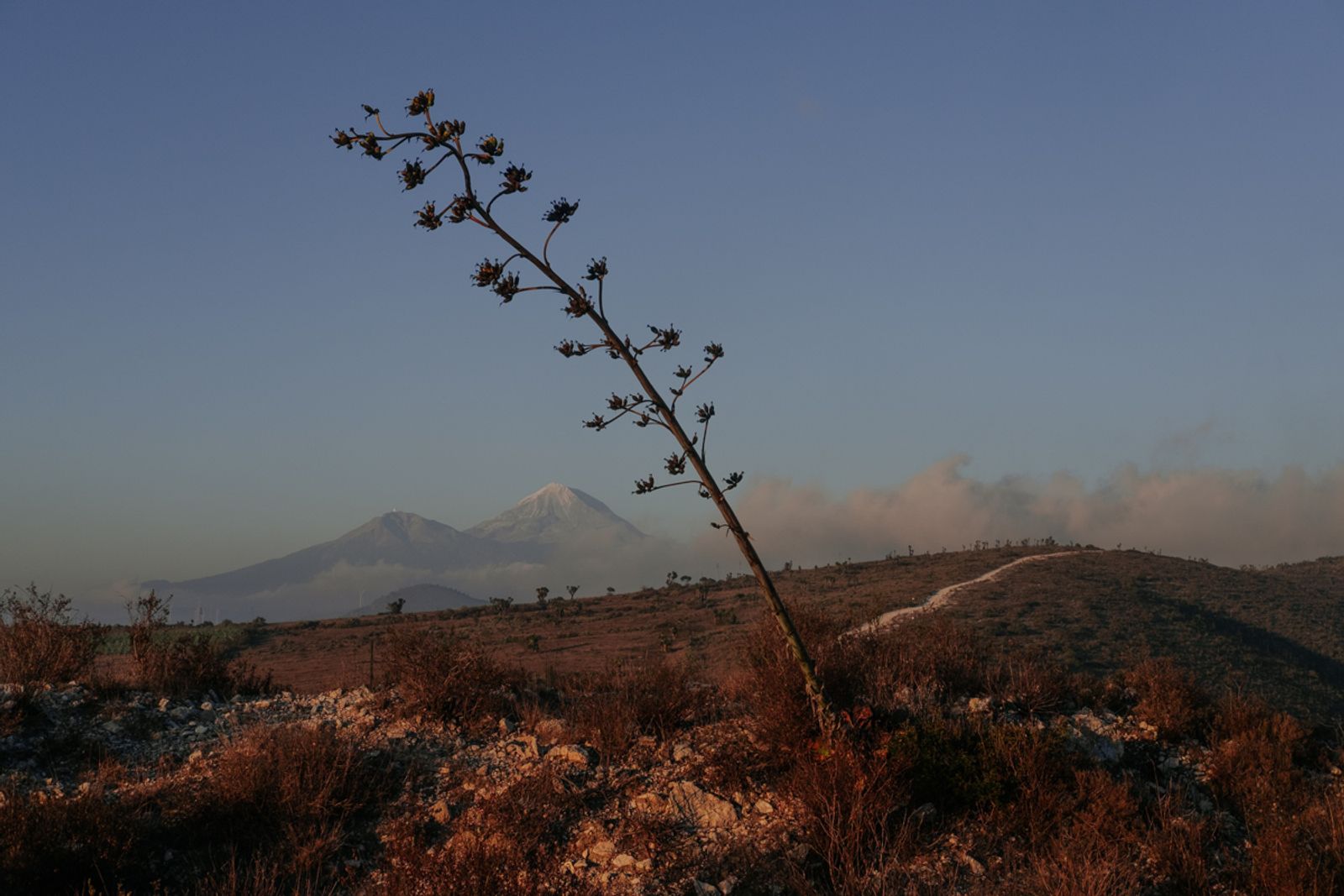 © Frédérique Gélinas - Image from the The Time of Agave photography project