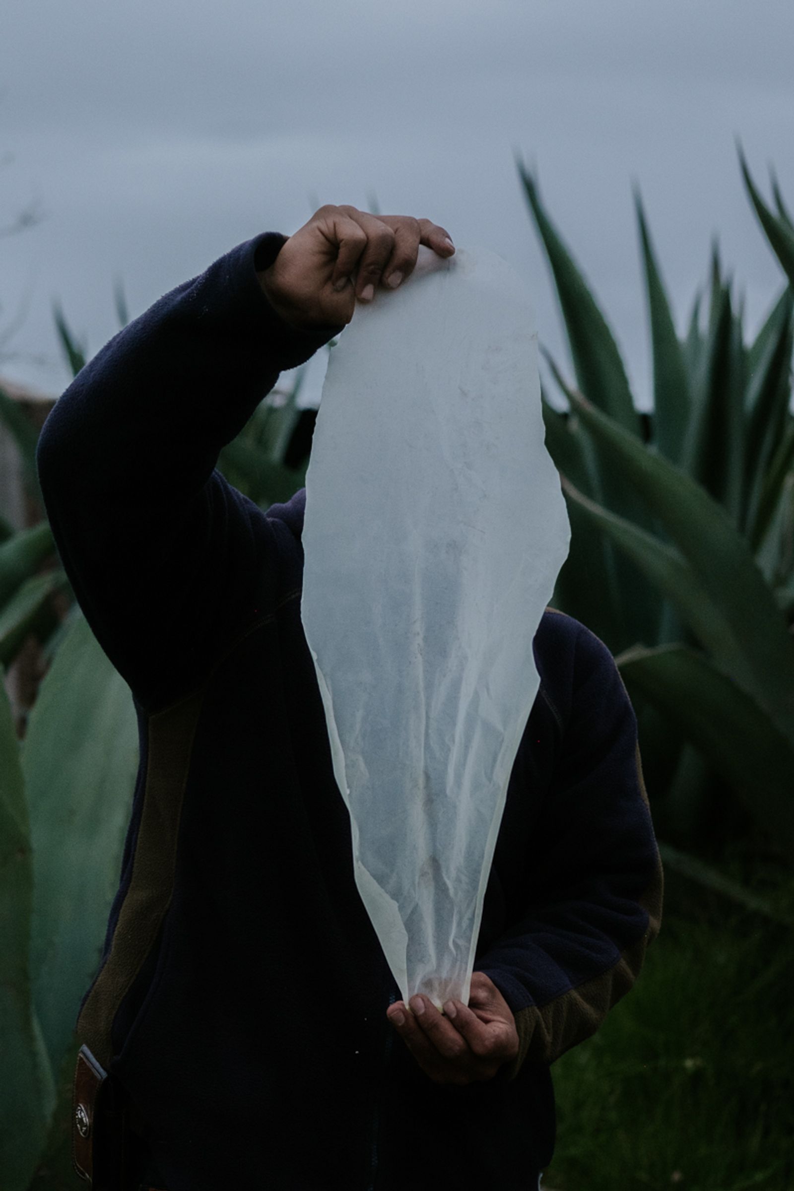 © Frédérique Gélinas - Image from the The Time of Agave photography project