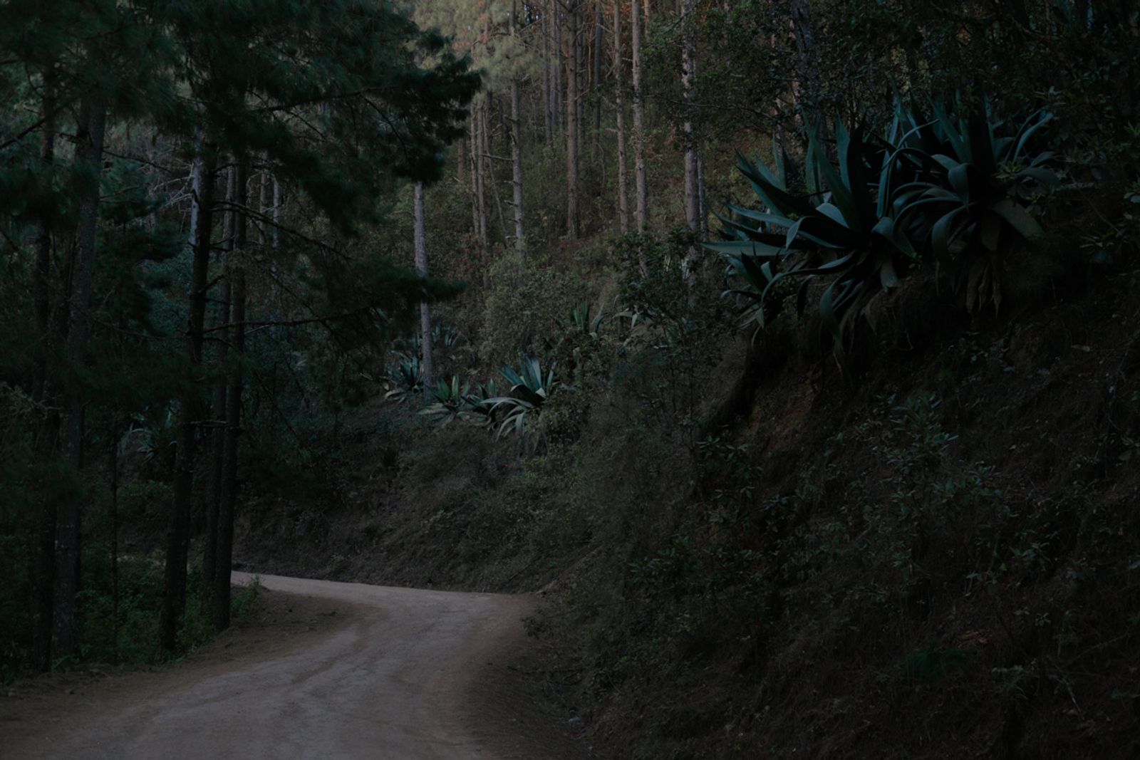 © Frédérique Gélinas - Image from the The Time of Agave photography project