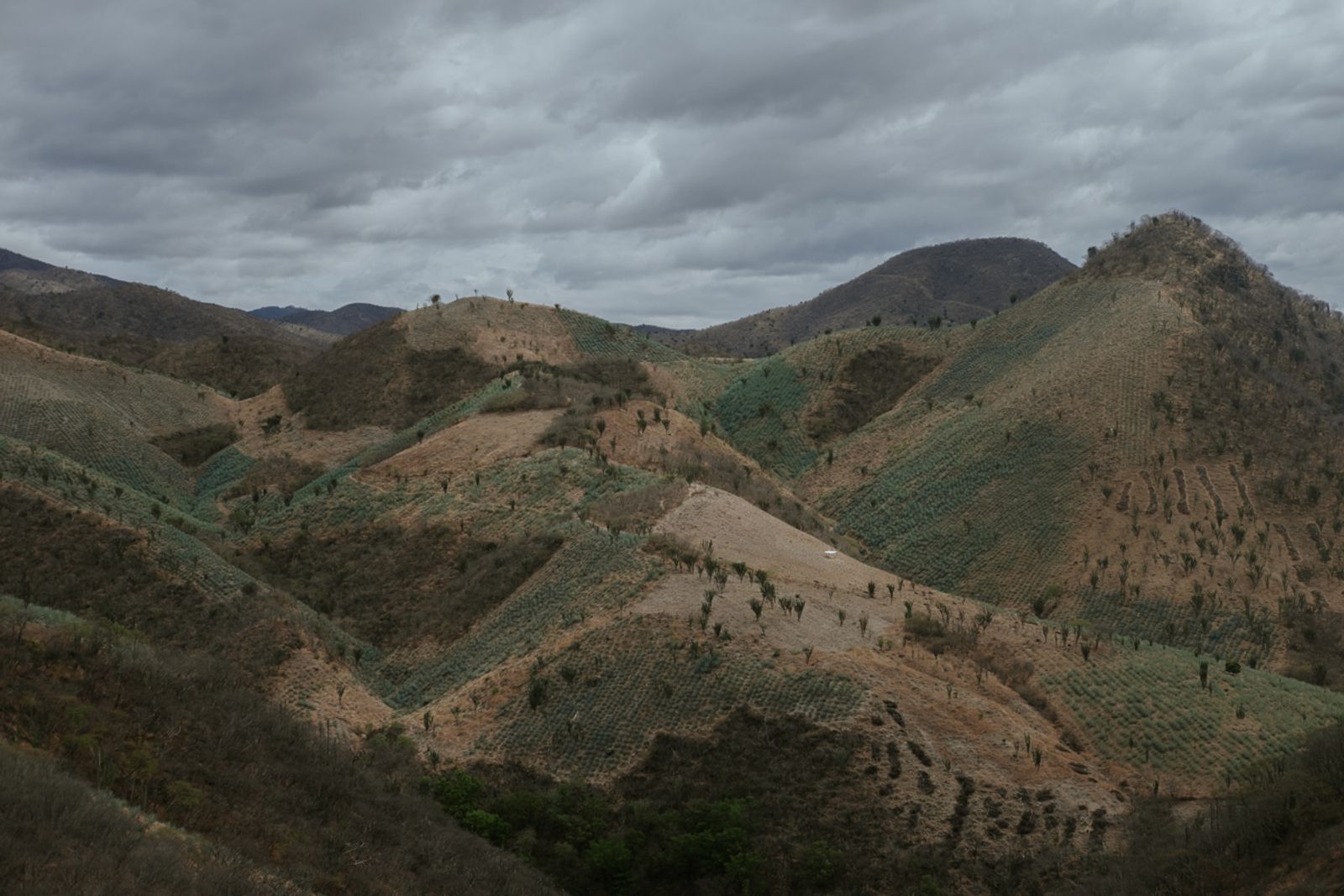 © Frédérique Gélinas - Image from the The Time of Agave photography project