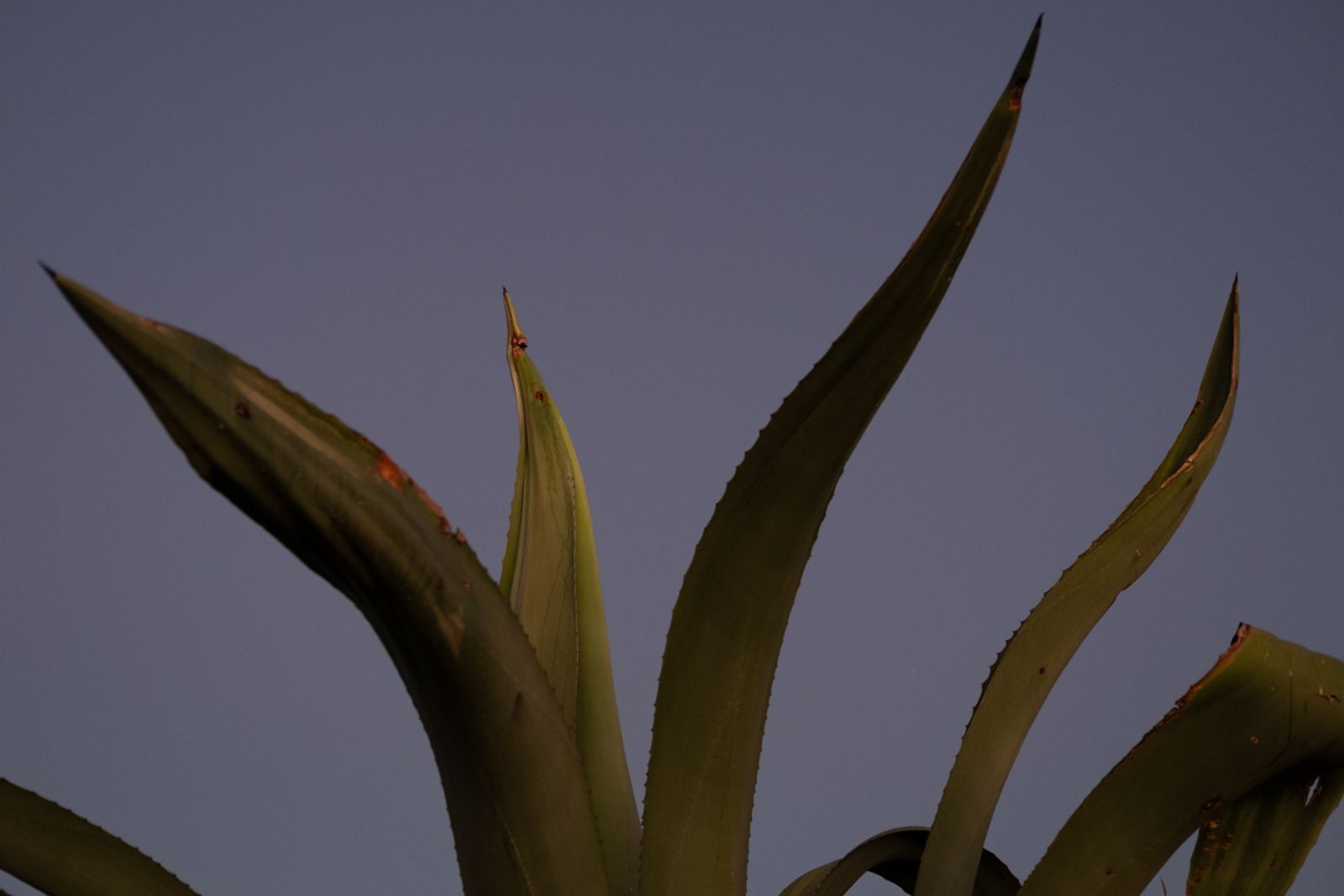 © Frédérique Gélinas - Image from the The Time of Agave photography project