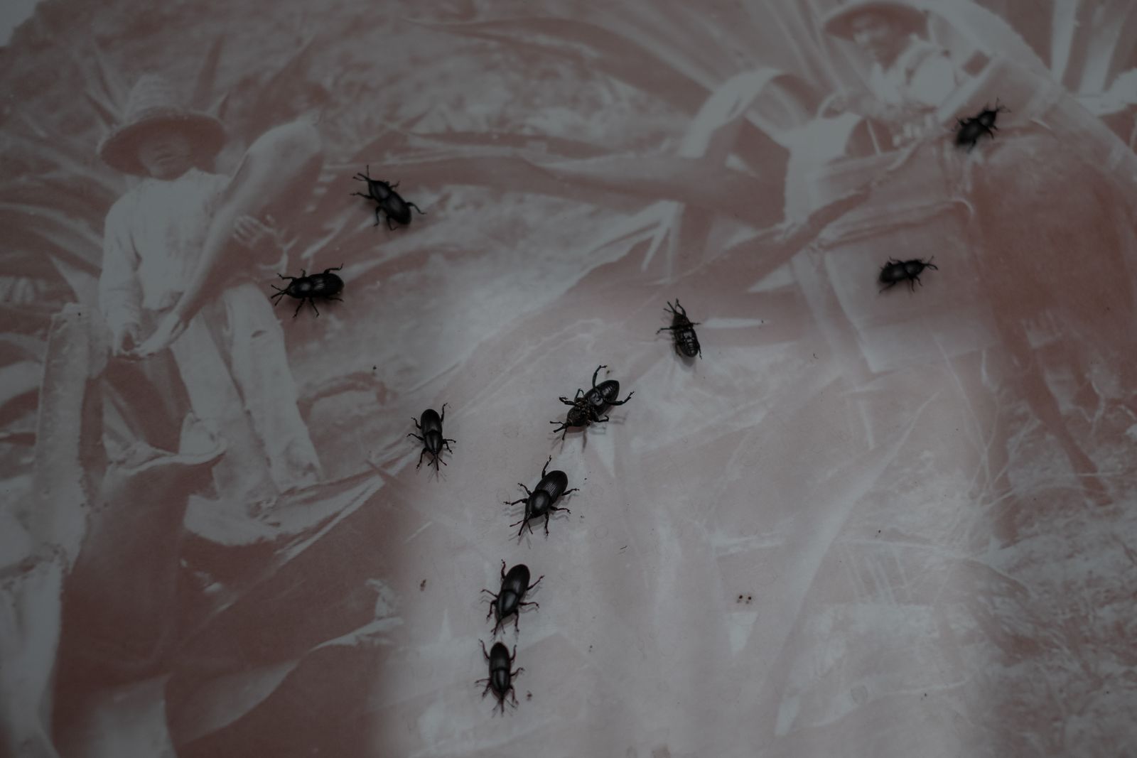 © Frédérique Gélinas - Image from the Under Mezcal Influence photography project