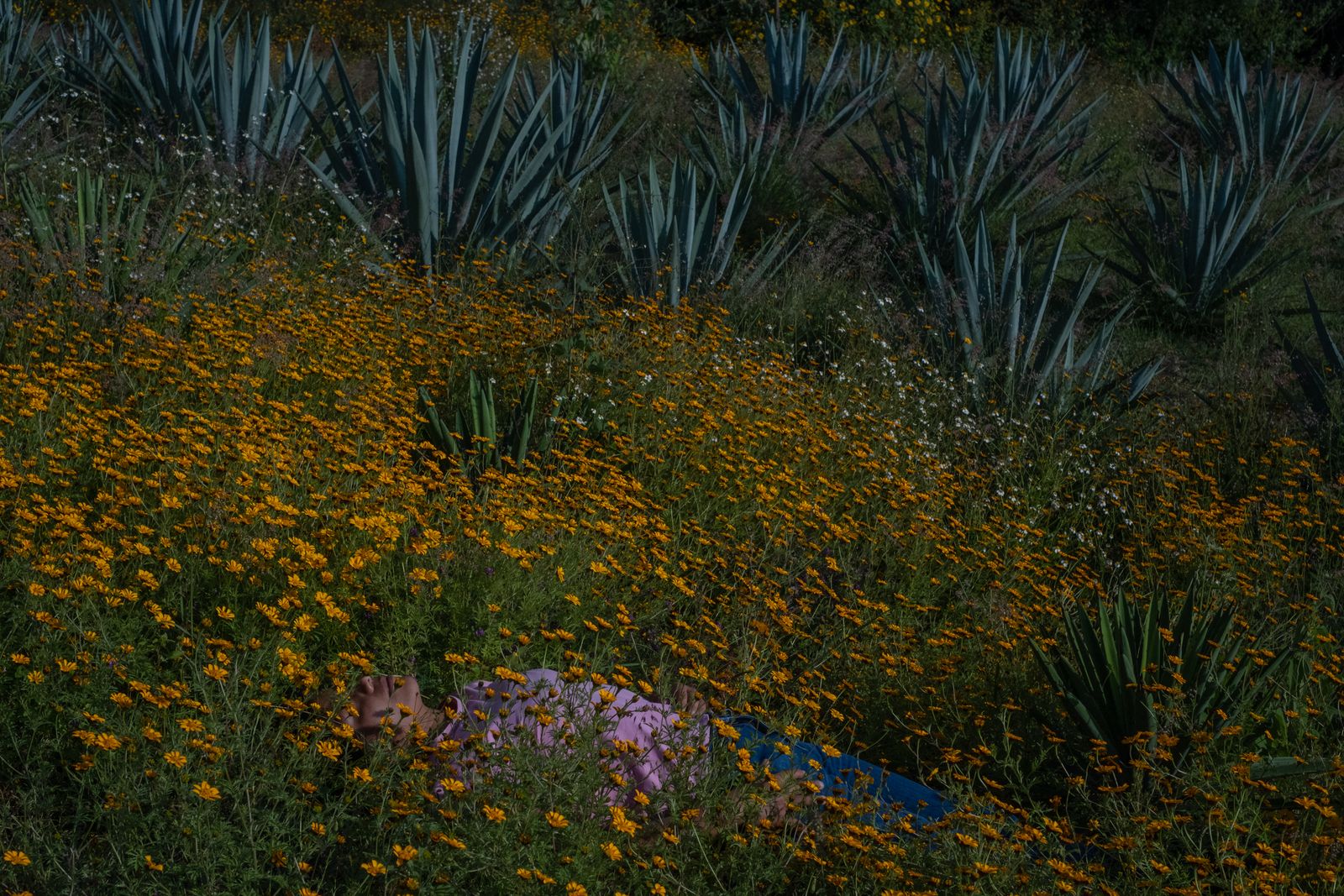 © Frédérique Gélinas - Image from the Under Mezcal Influence photography project