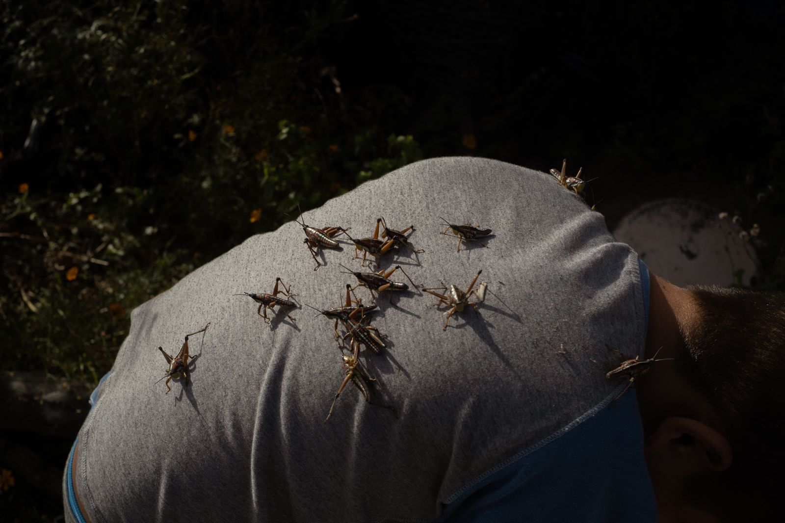 © Frédérique Gélinas - Chapulines.