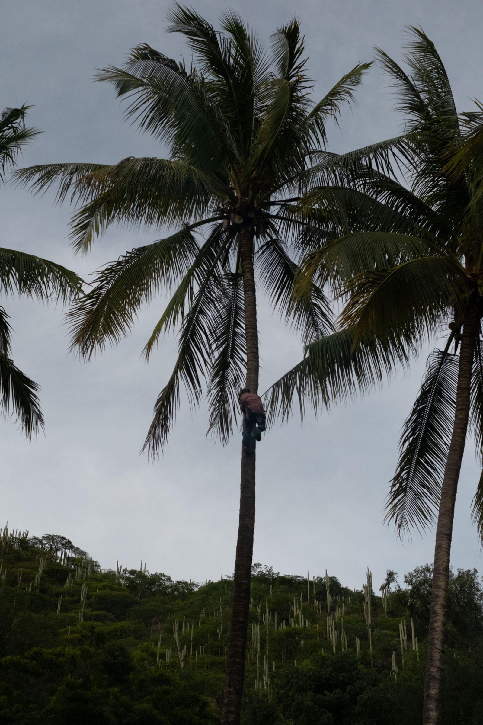 © Frédérique Gélinas - Chilo climbing for cocos.