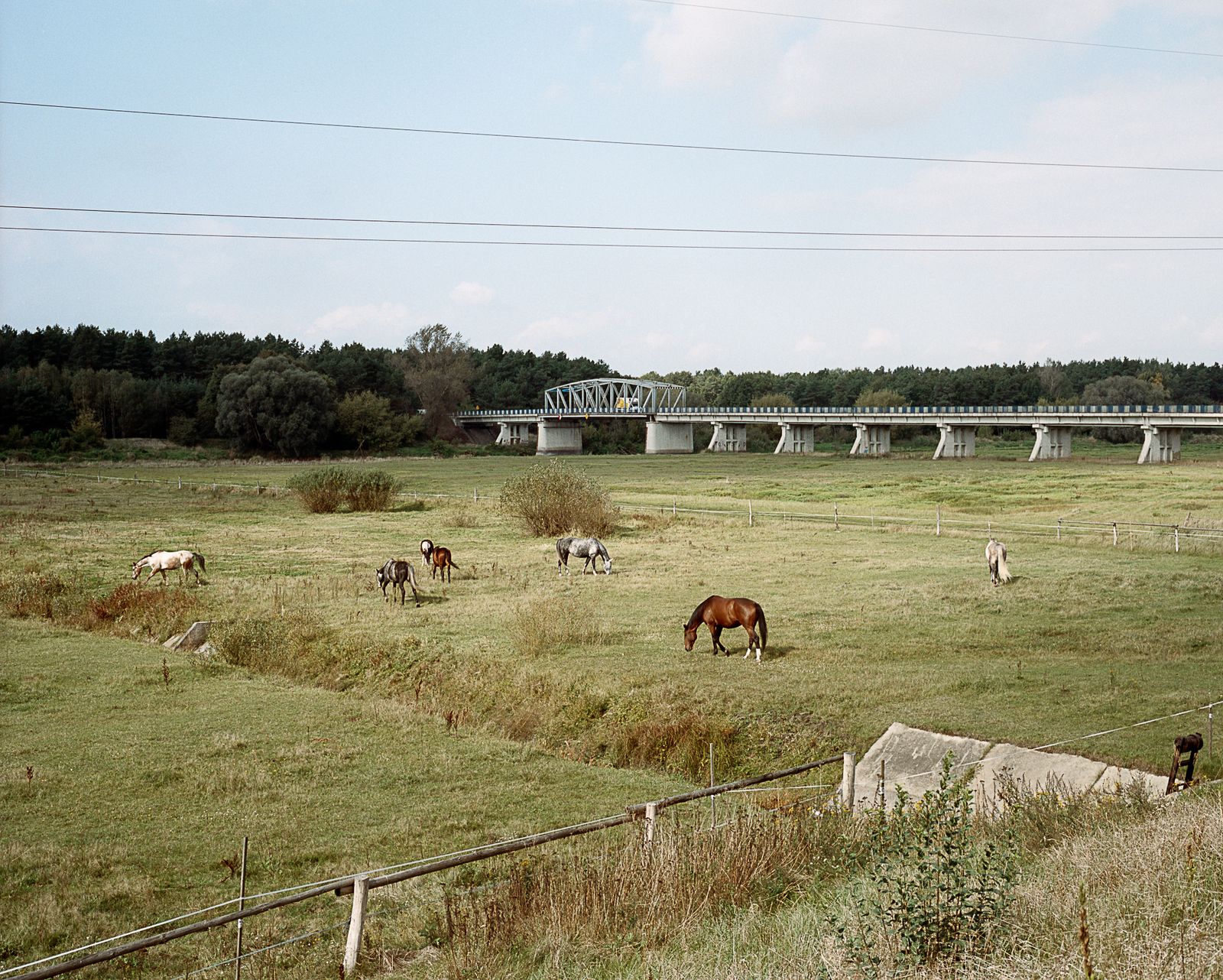 © Michal Adamski - Horses near the Warta River.