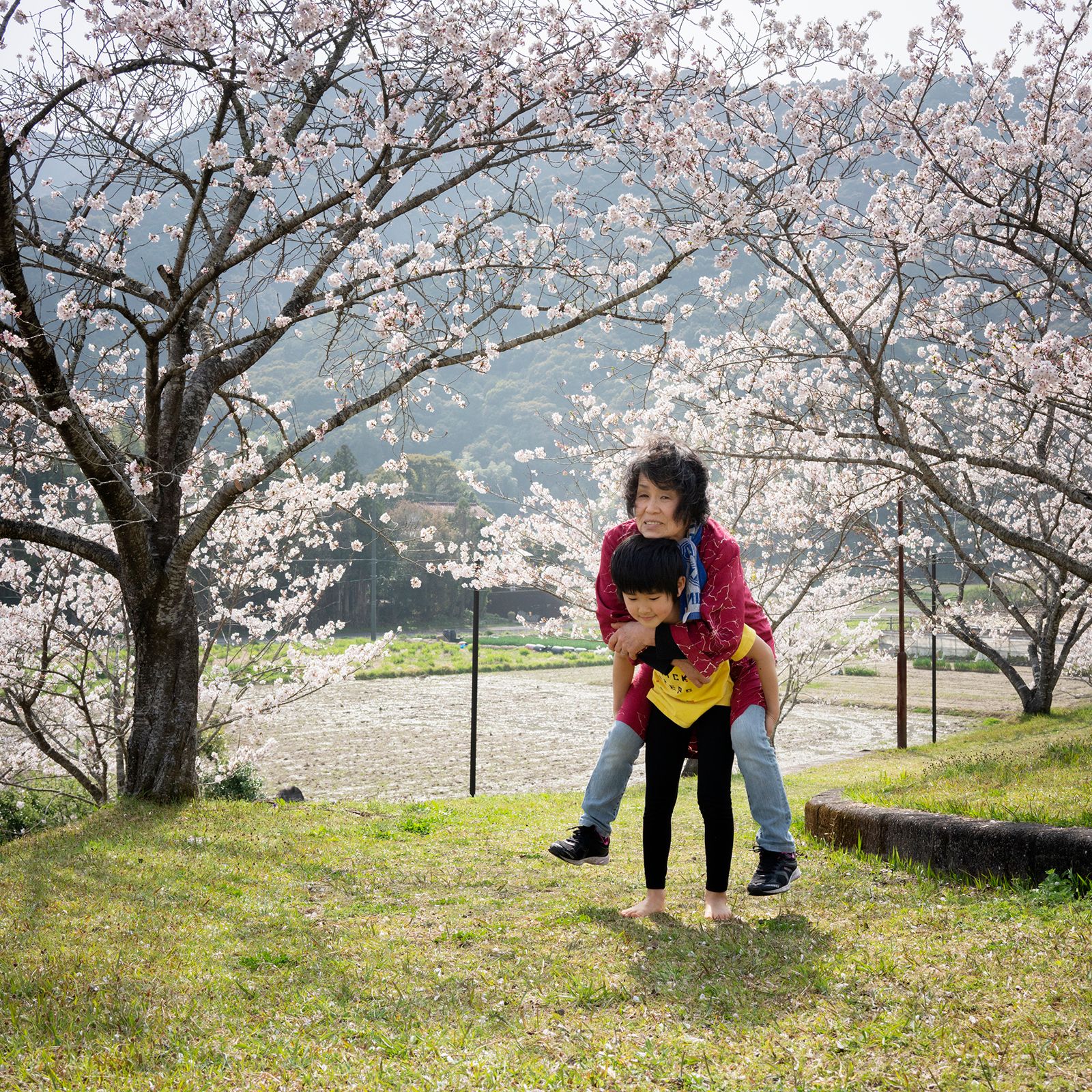 © Takako Kido - Cherry Blossoms