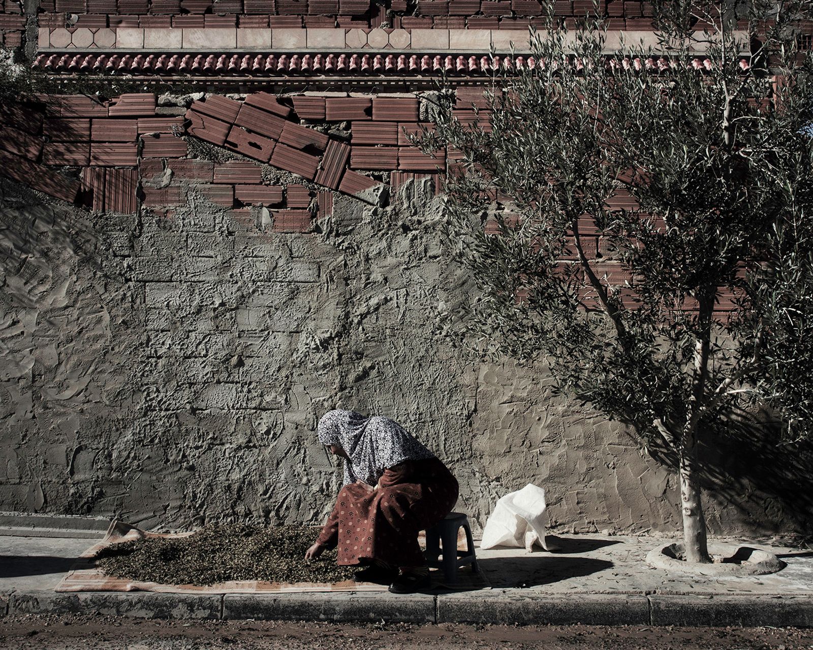 © Enrico Doria - cleaning collected olives