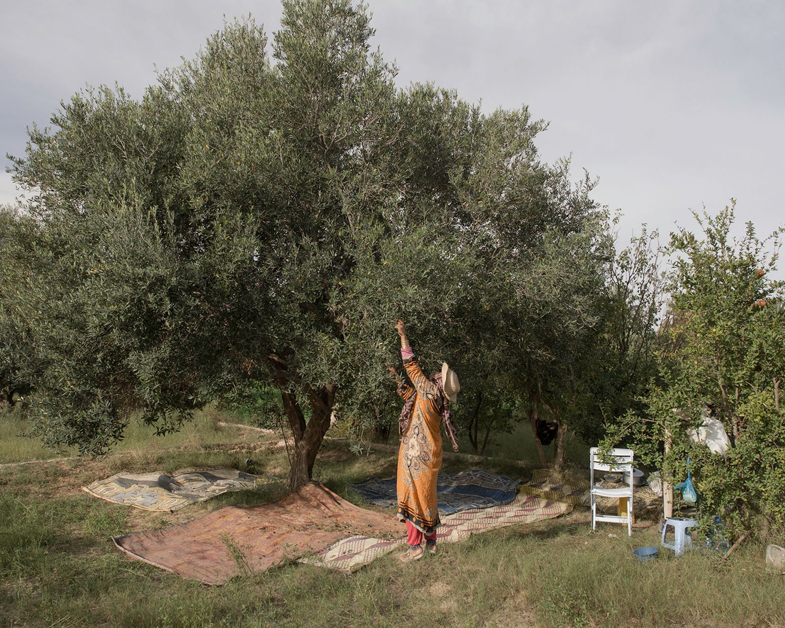 © Enrico Doria - Ms Rahmeni, collecting the olives in family field