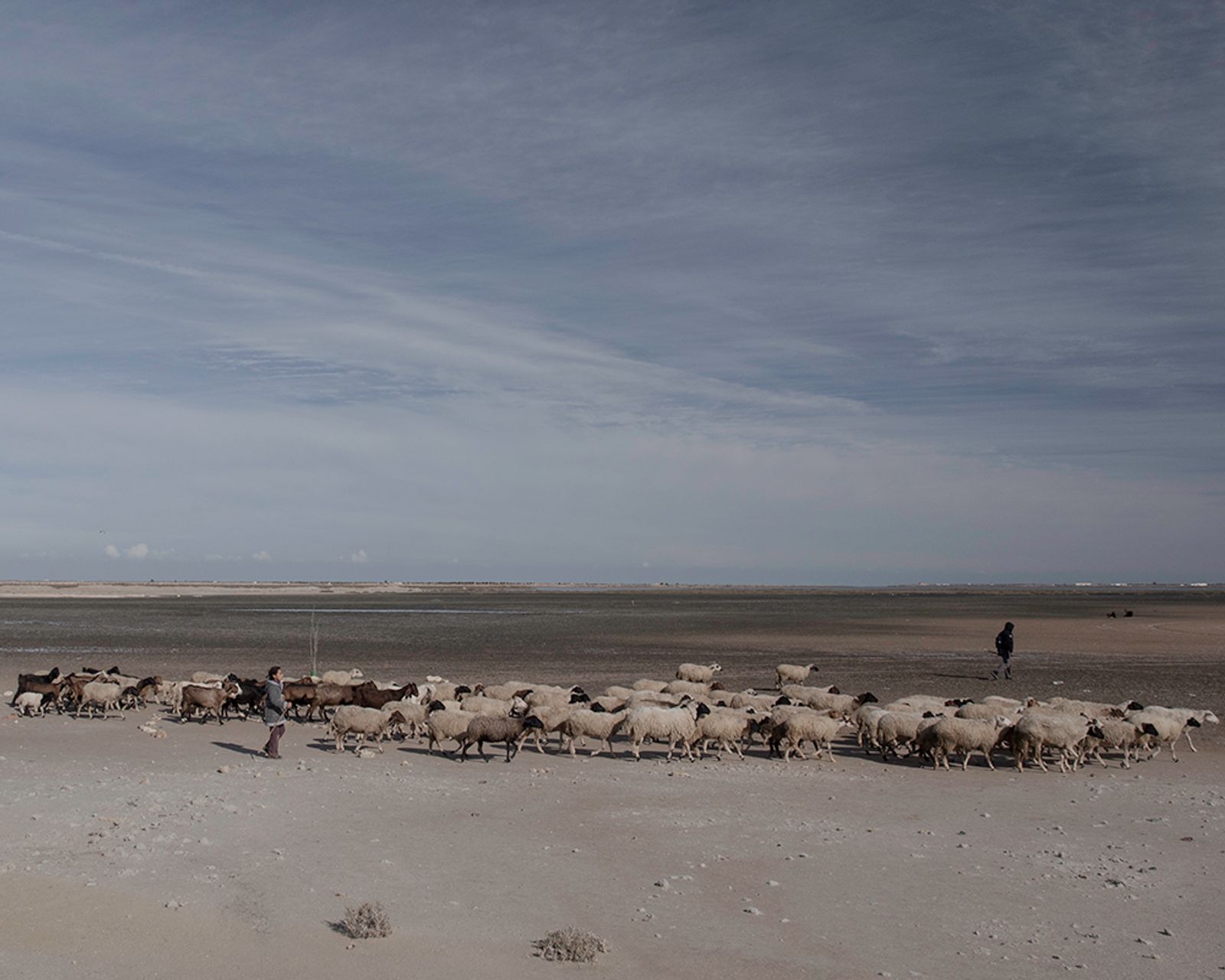 © Enrico Doria - sheep-farmer in land around Gabes