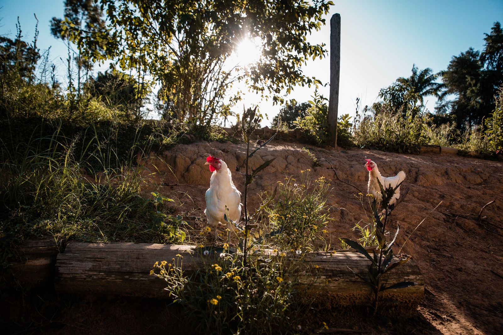 © Alinne Rezende - Image from the Life of a chicken farm during the Covid-19 pandemic in Brazil photography project