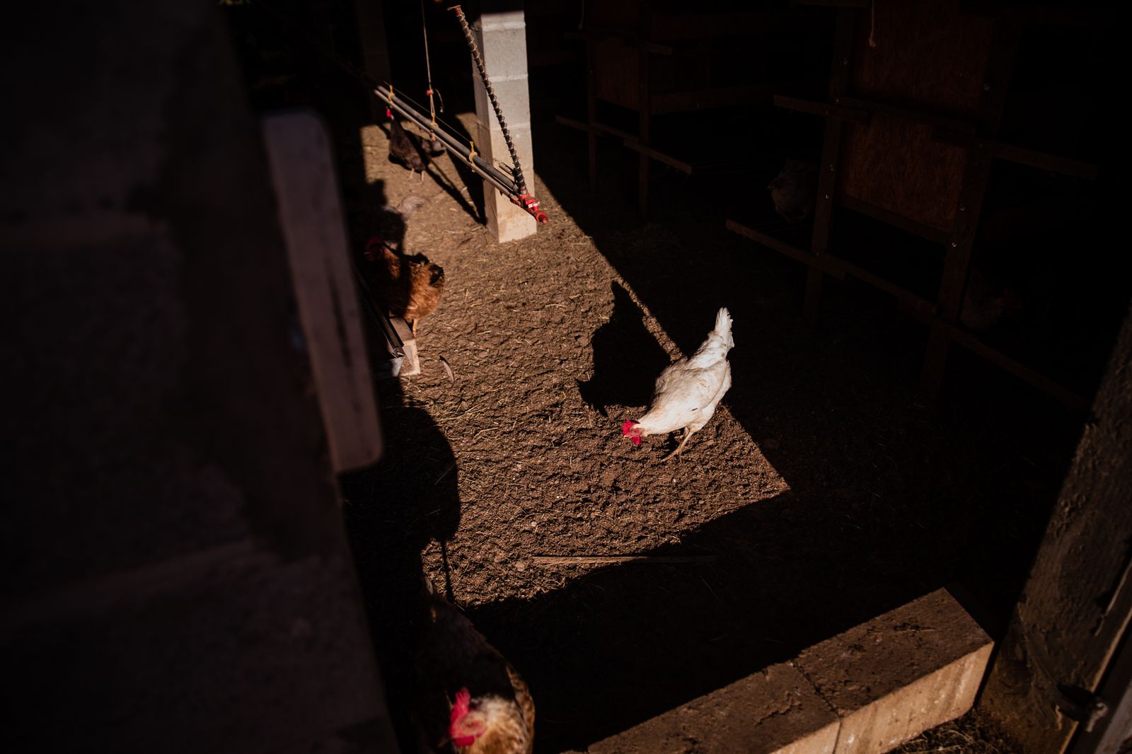 © Alinne Rezende - Image from the Life of a chicken farm during the Covid-19 pandemic in Brazil photography project