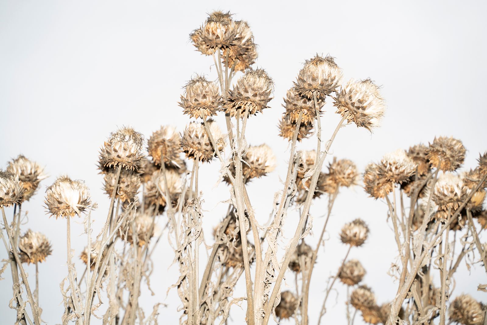 © Marta Bogdanska - ‘LOVE THAT DARE NOT SPEAK ITS NAME’: Nature around Landskrona and Skåne region.