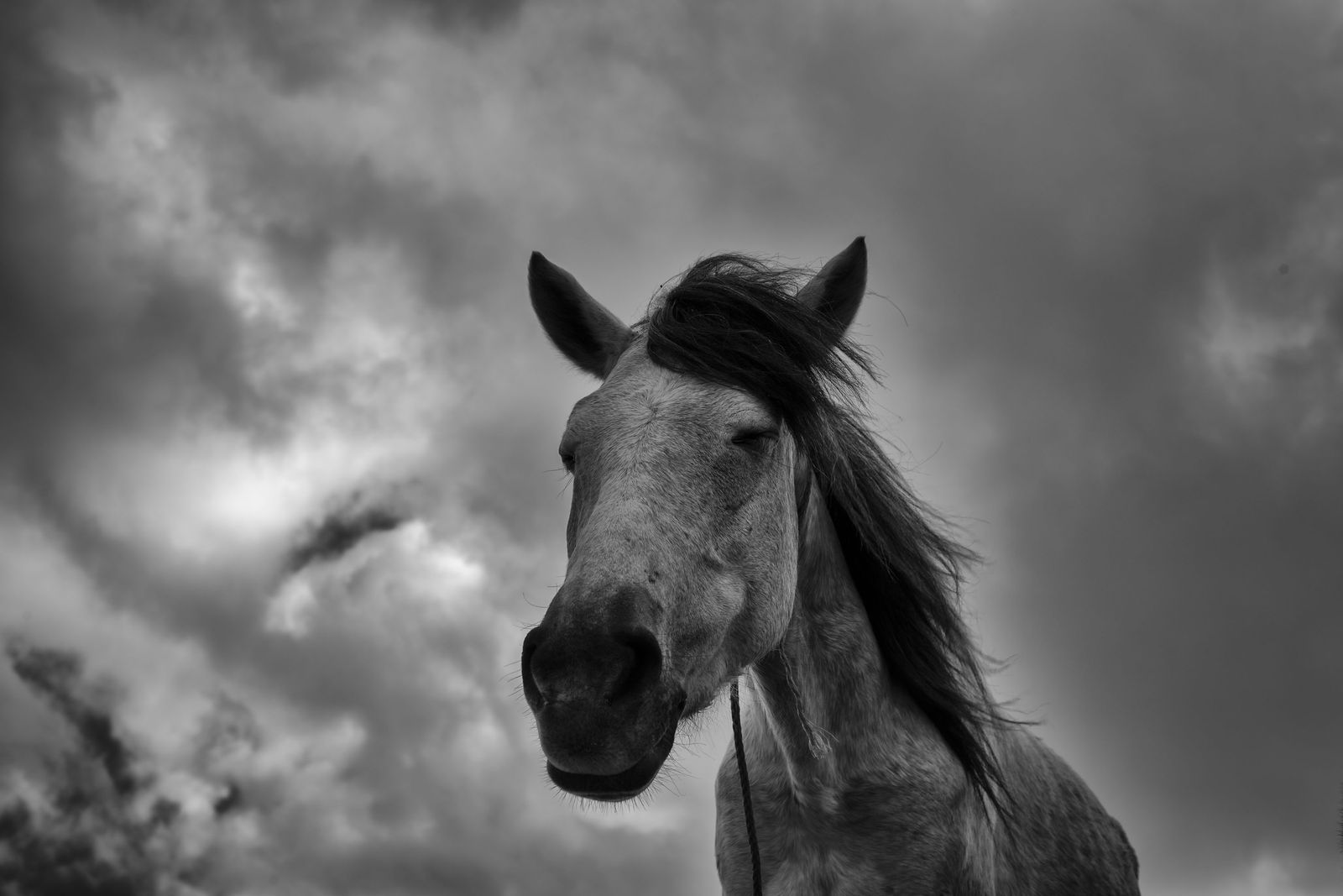 © Valda Nogueira - A horse at the Cardo Beach.
