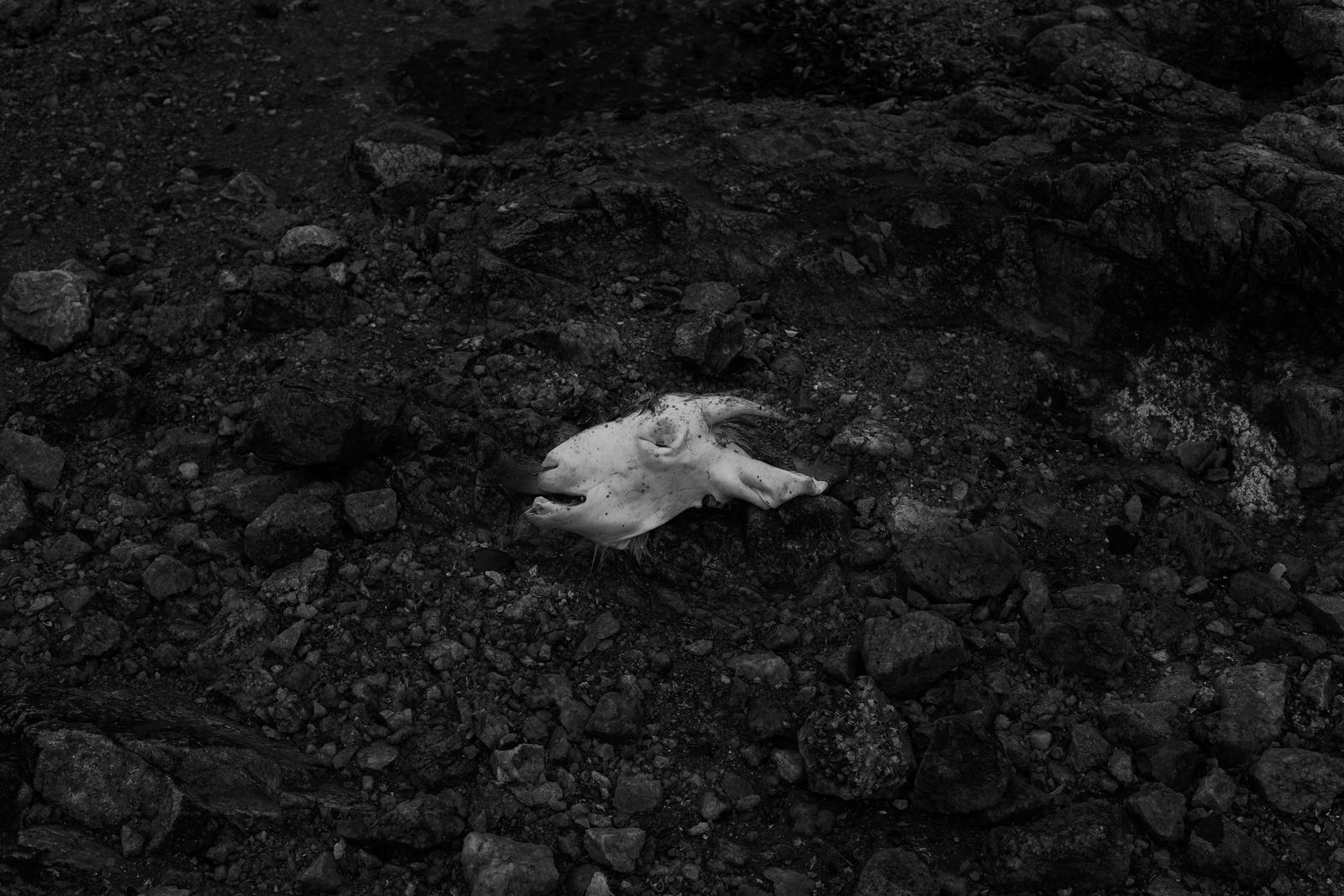 © Valda Nogueira - A goat used in a sacrificial ritual found at the Recôncavo Beach.