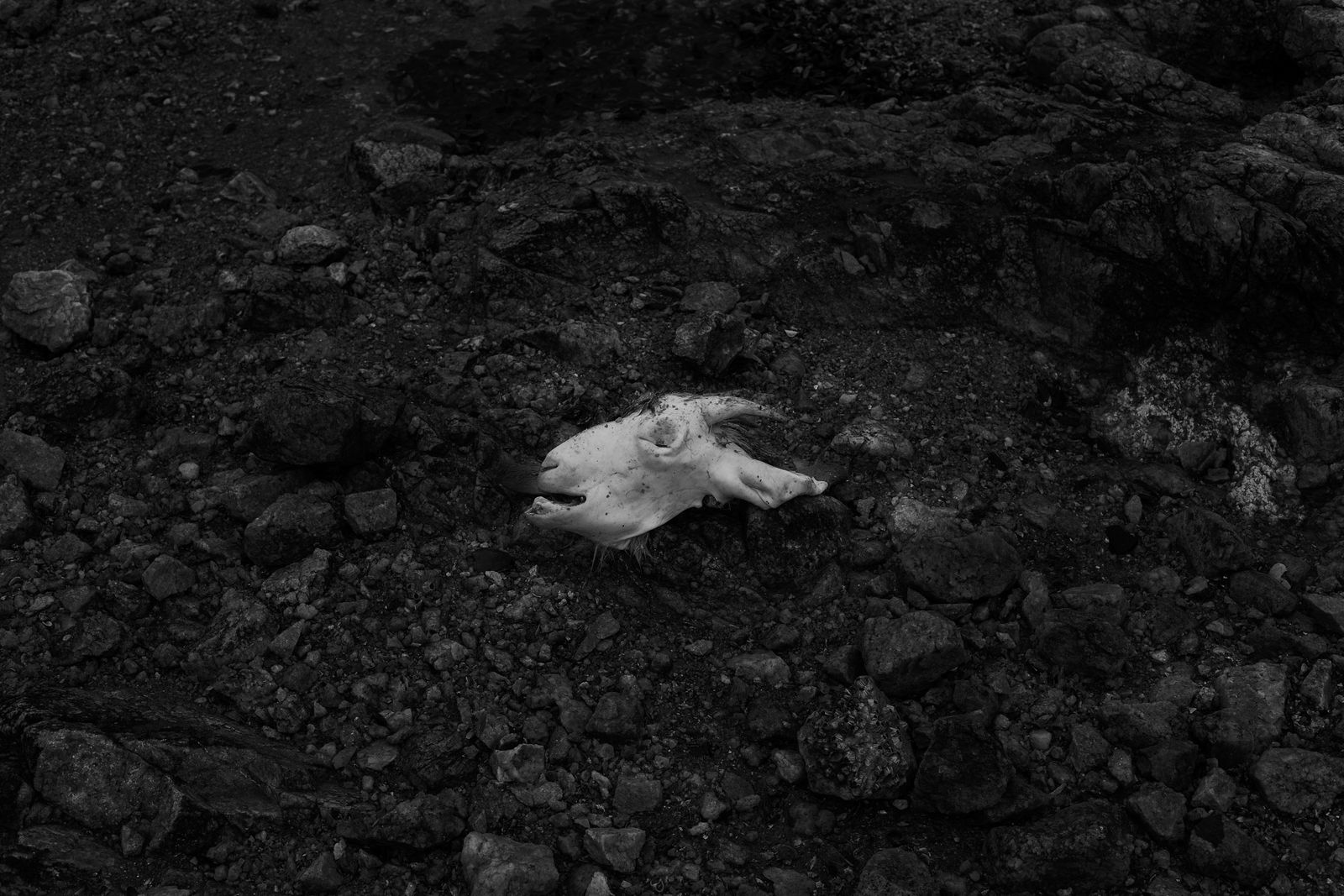 © Valda Nogueira - A goat used in a sacrificial ritual found at the Recôncavo Beach.