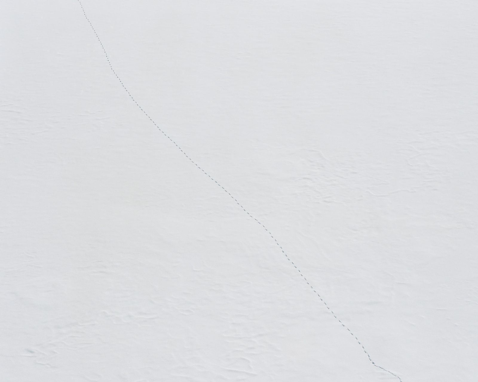 © Nicholas J.R. White - Animal tracks on a frozen Pecineagu Lake, Izvorul Dambovitei Hunting Area. [January, 2018]