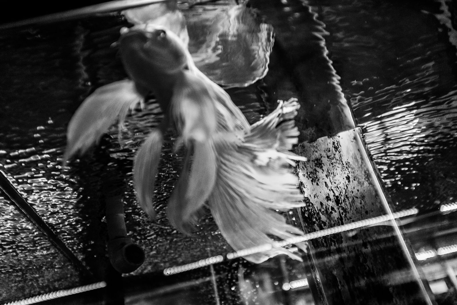 © Farshid Tighehsaz - Feeling of drowning.