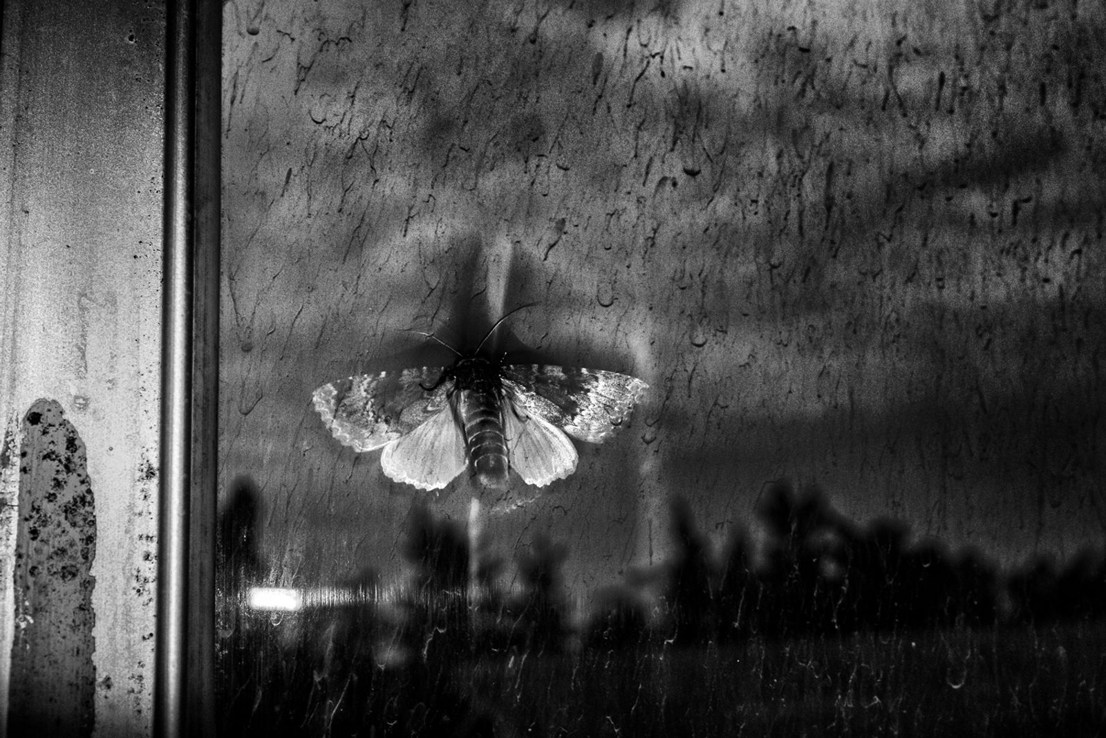 © Farshid Tighehsaz - When I see a butterfly, I remember the poets. They gave to us a little chance to be alive. Mazandaran, Iran.