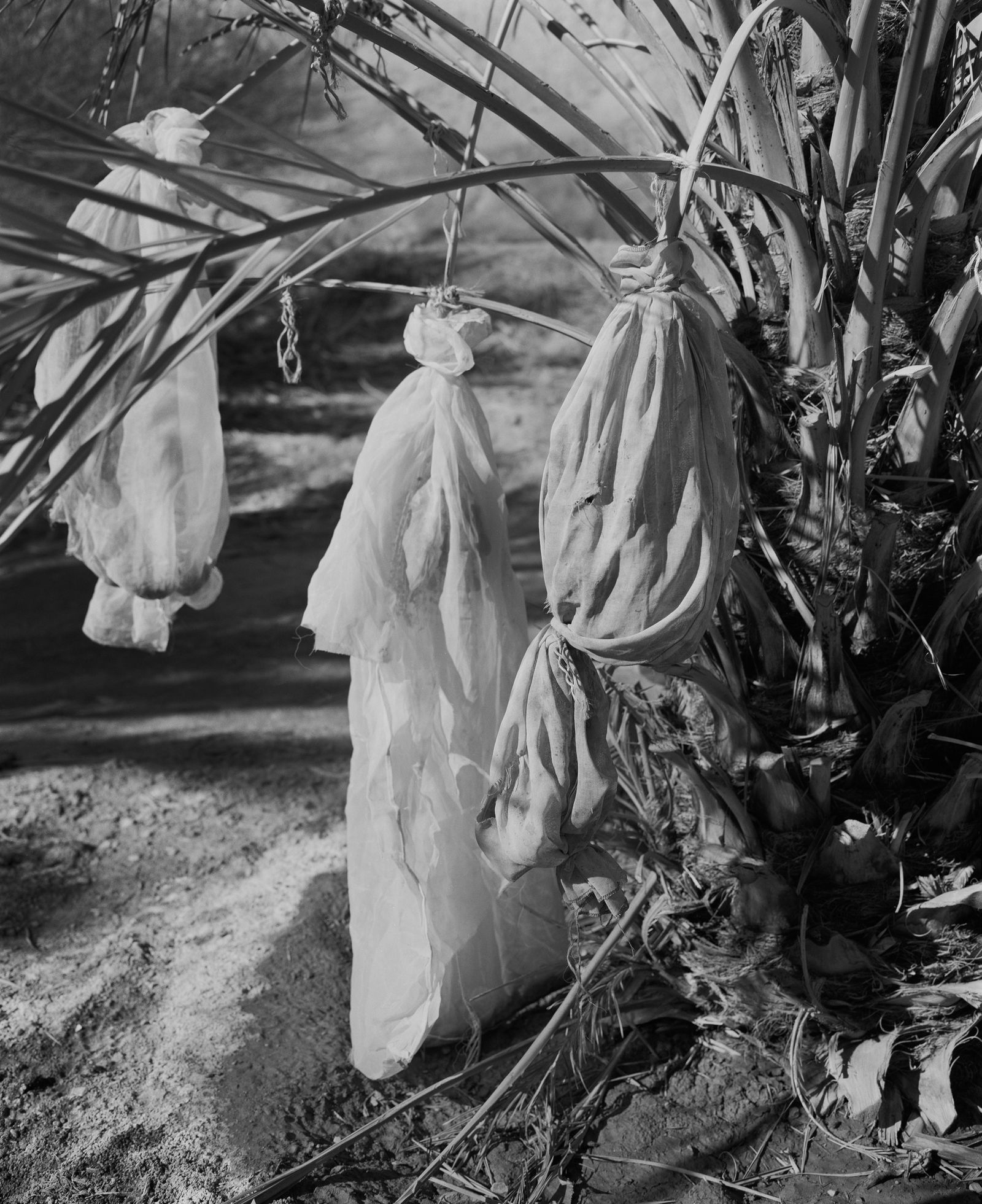 © Rose Marie Cromwell - Ripe fruit