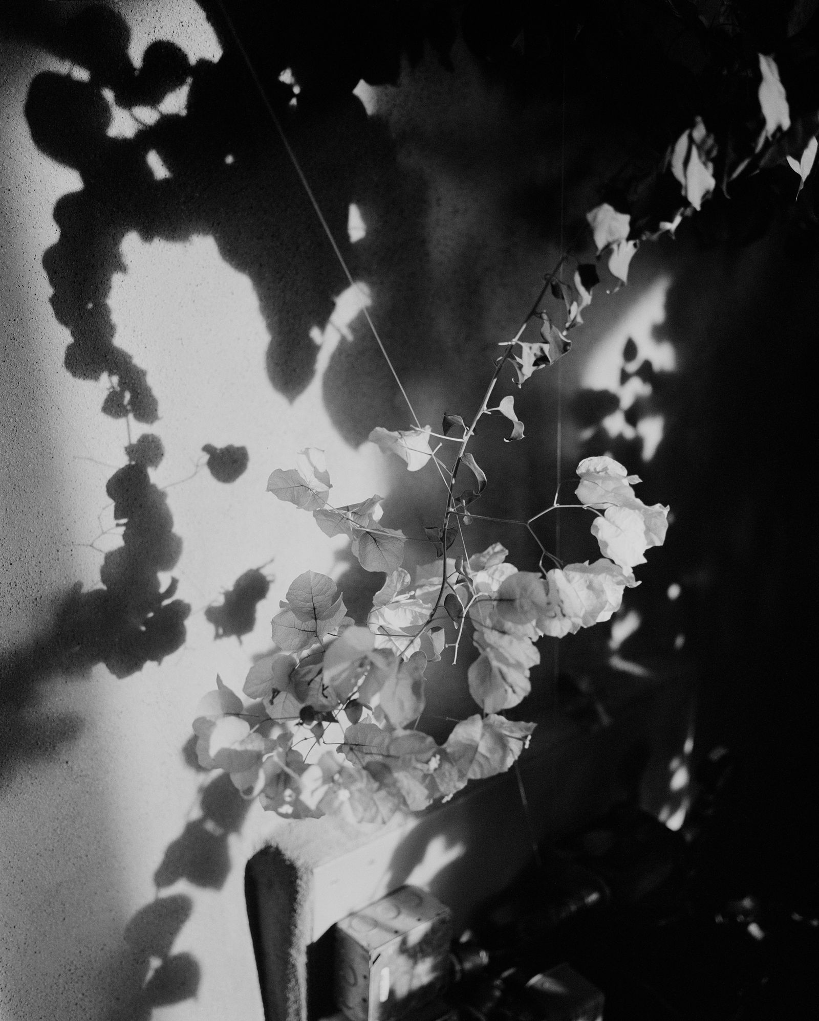 © Rose Marie Cromwell - Bougainvillea