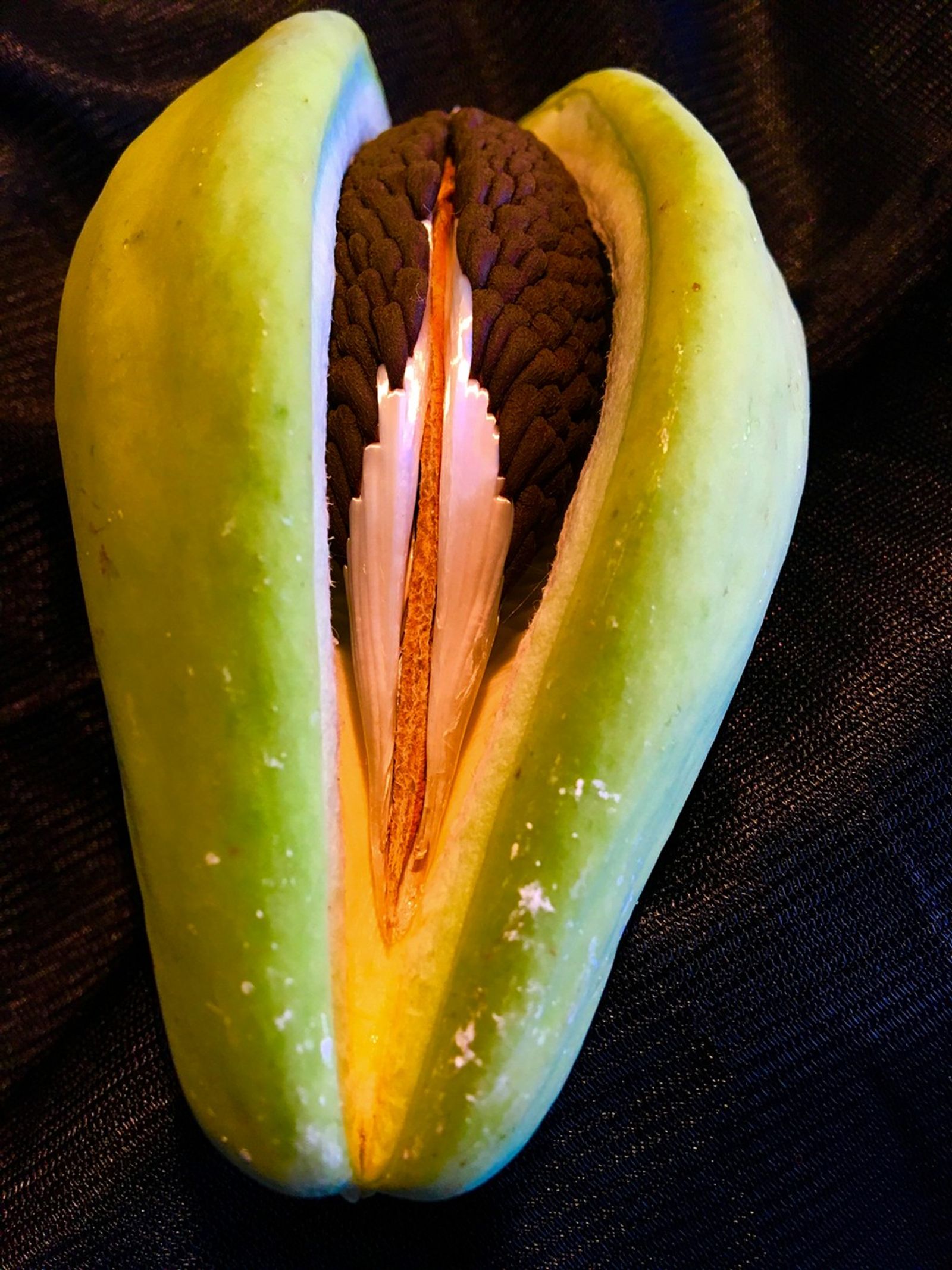 © Bettie Coetzee Lambrecht - Grenadilla Passiflora Fruit with seed inside