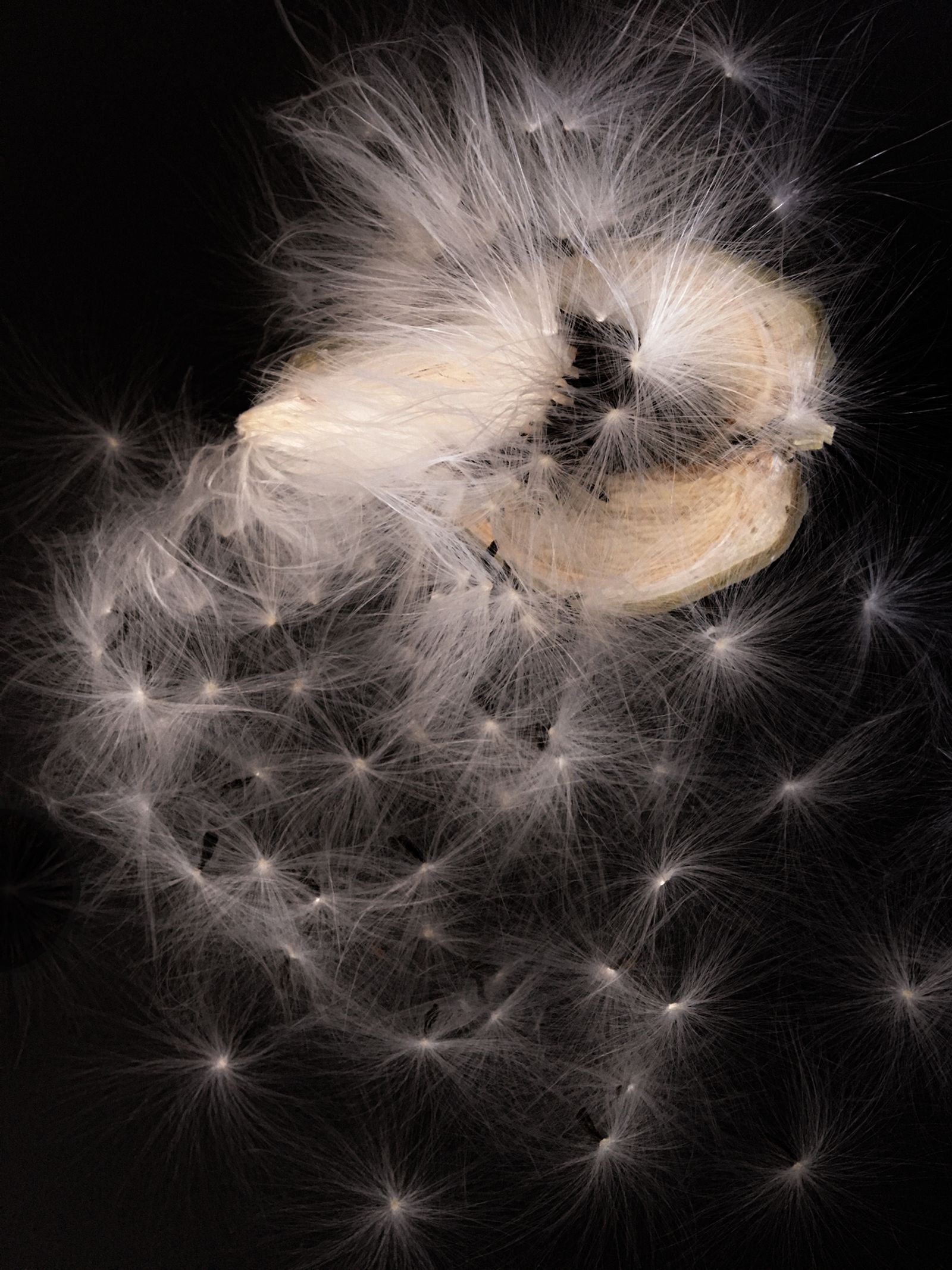 © Bettie Coetzee Lambrecht - Image from the Fairy Flight - Seeding the Sky photography project