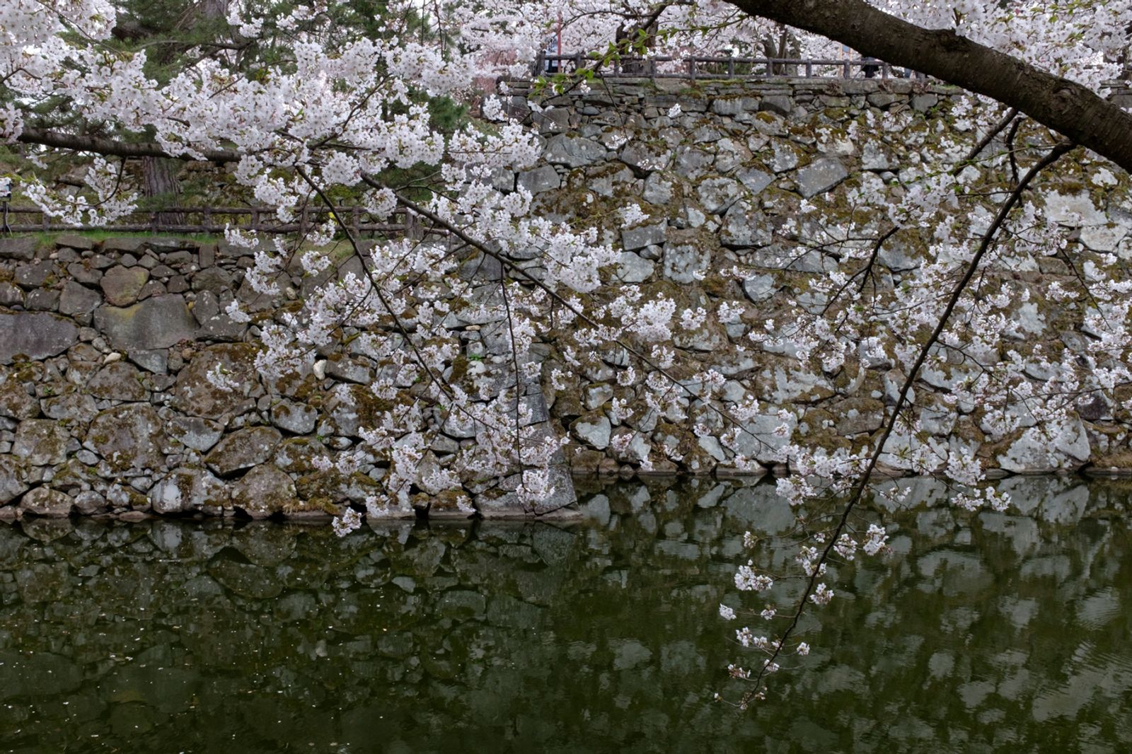 © George Nobechi - Castle Moat and Cherry Blossoms