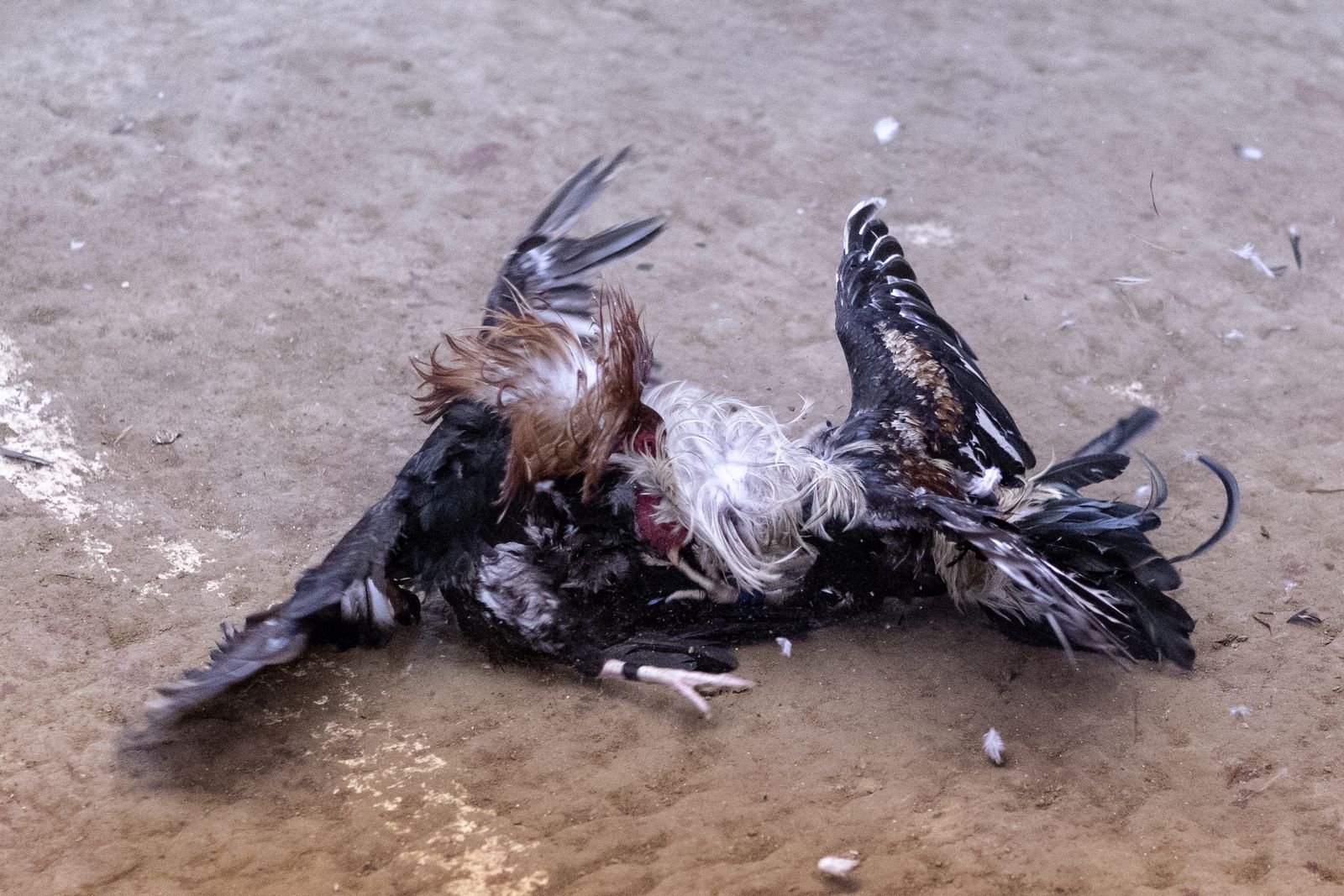 © Mehdi Maciej Benembarek - Image from the Cockfights in Philippines photography project
