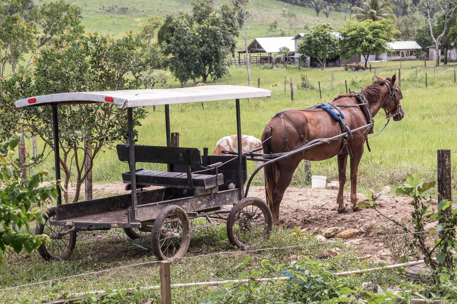 © Mehdi Maciej Benembarek - Image from the Mennonite communities in Belize photography project