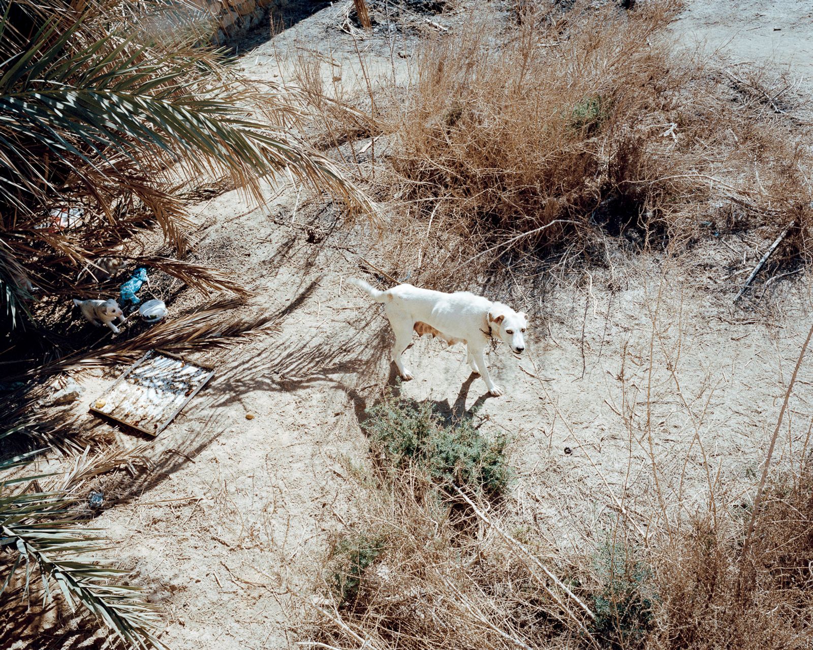 © Miriam Stanke - A dog protecting her puppies locked in a backyard on the road to Tozeur