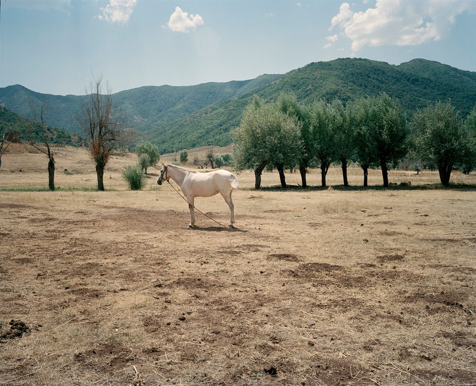 © Miriam Stanke - Horse of a nomad family waiting for watering.