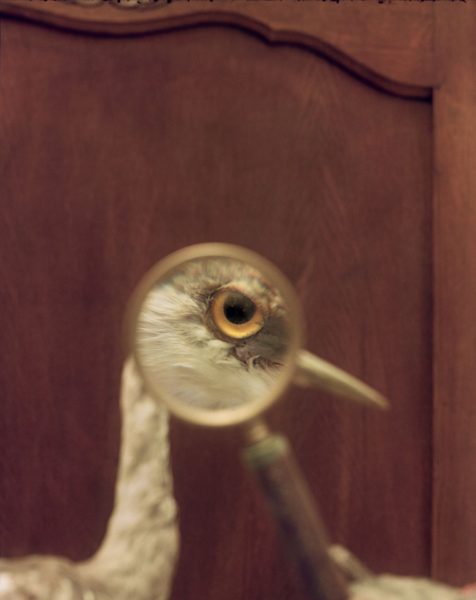 © Henri Kisielewski - Eye #1, (2022). Kodak medium format colour negative film (6x7).