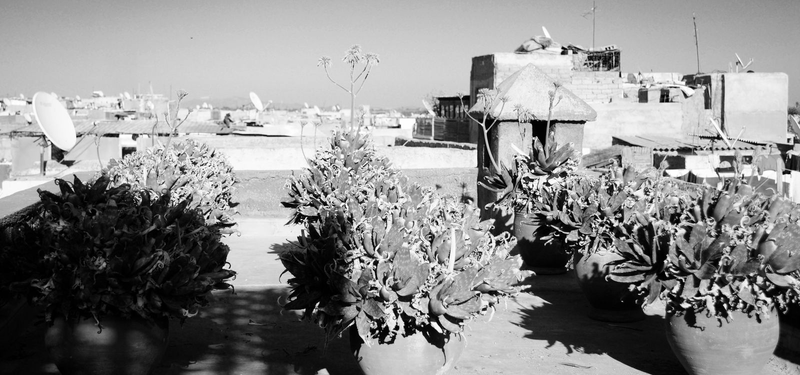 © Abigail Wells-Davies - Roof top plants at the photographic museum