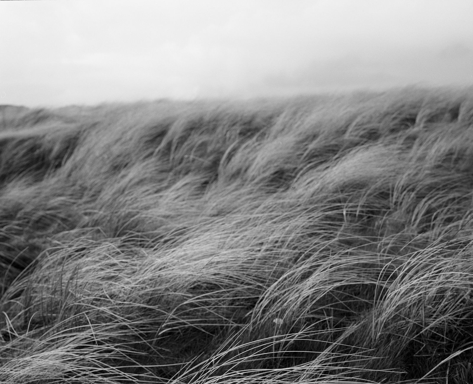 © Marysa Dowling - In the dunes, Sandy lane, Banna, Kerry.