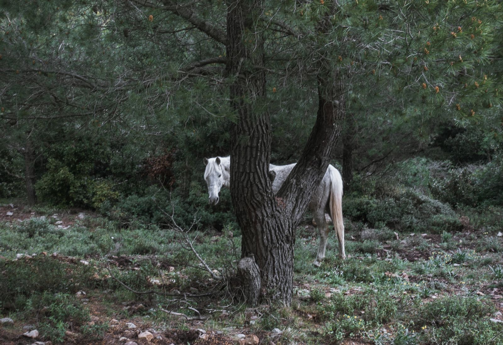 © Irina Vosgerau - Image from the NANUU, the Call of the Gioni photography project