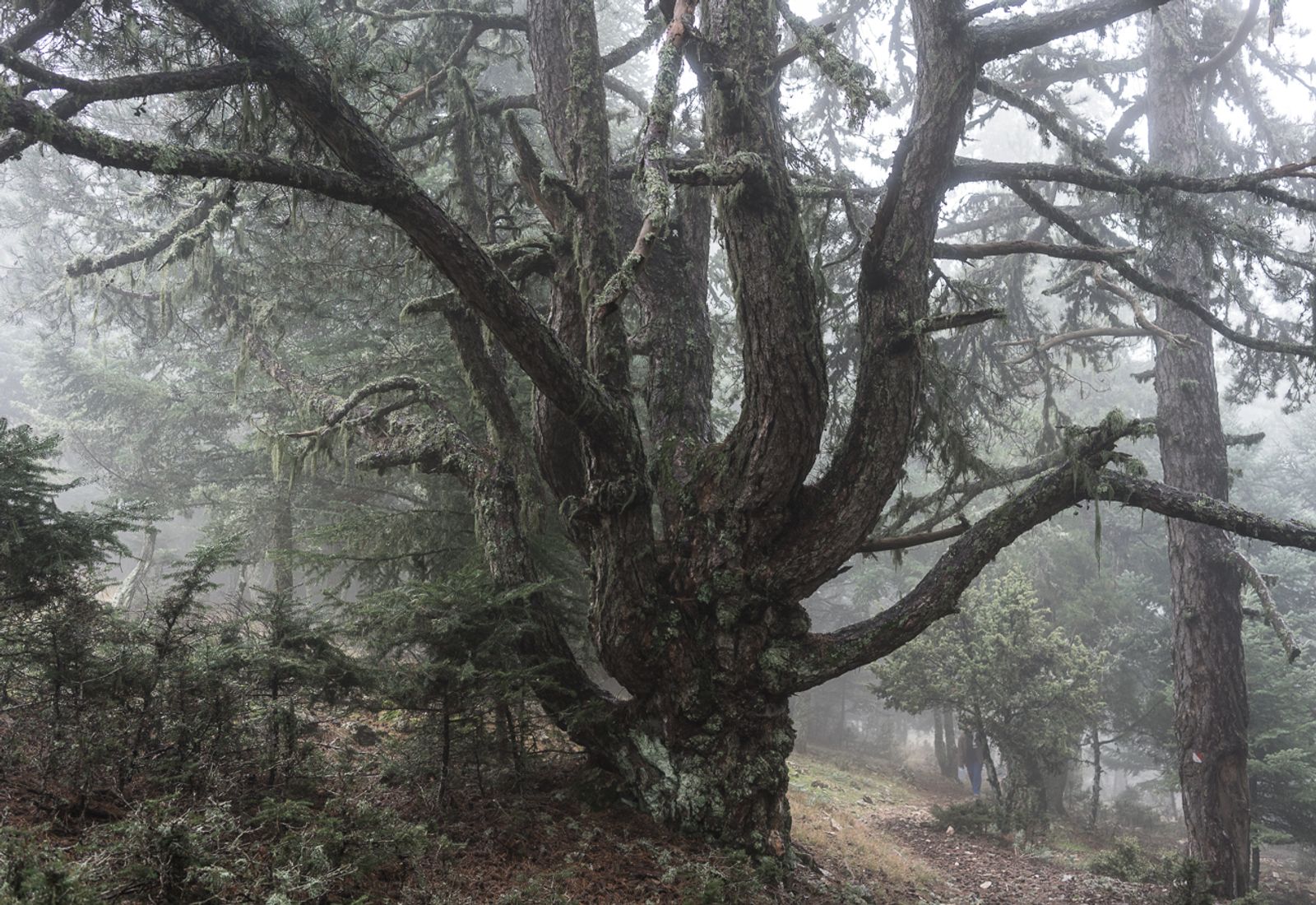 © Irina Vosgerau - Image from the NANUU, the Call of the Gioni photography project