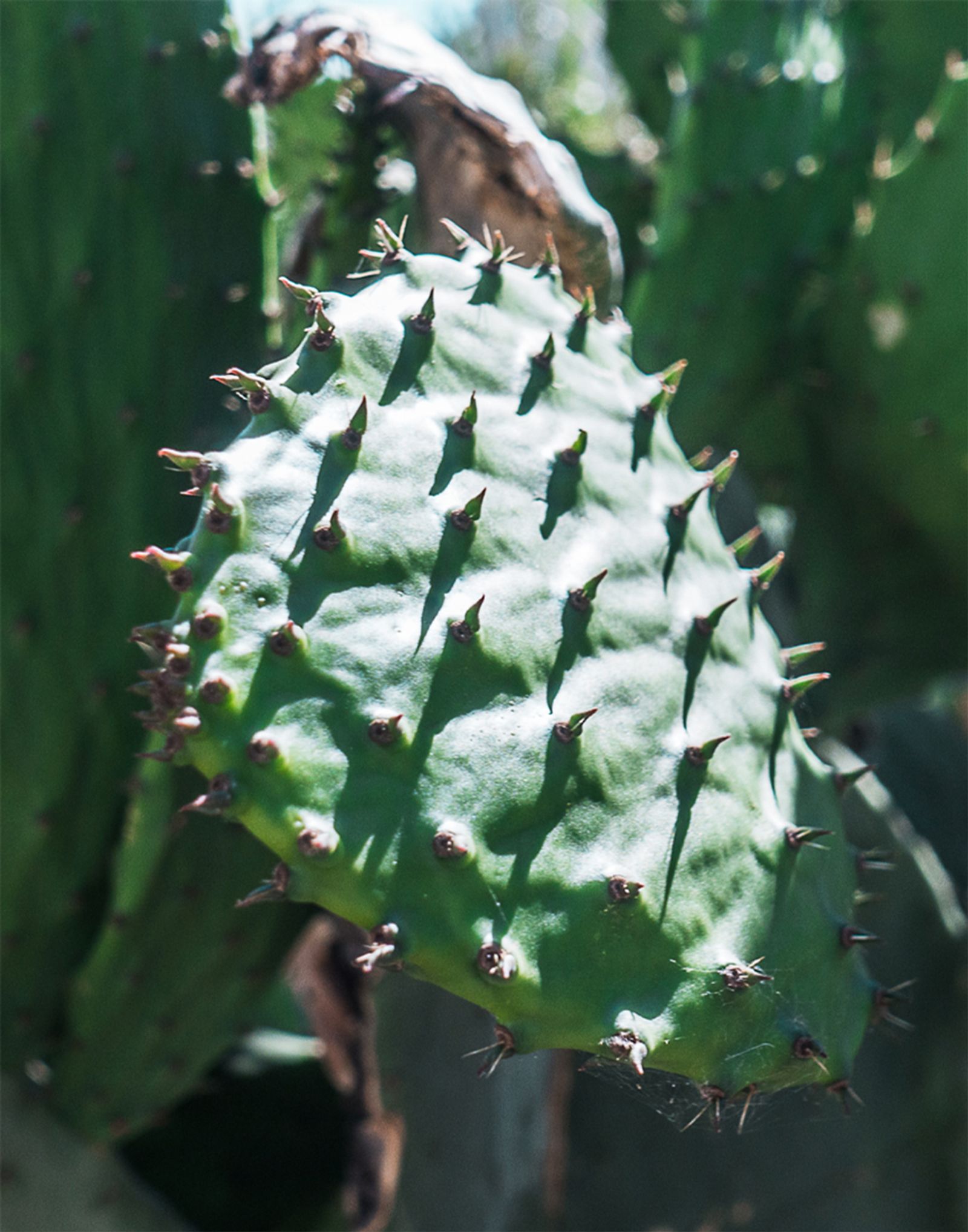 © Irina Vosgerau - Image from the Cactus photography project