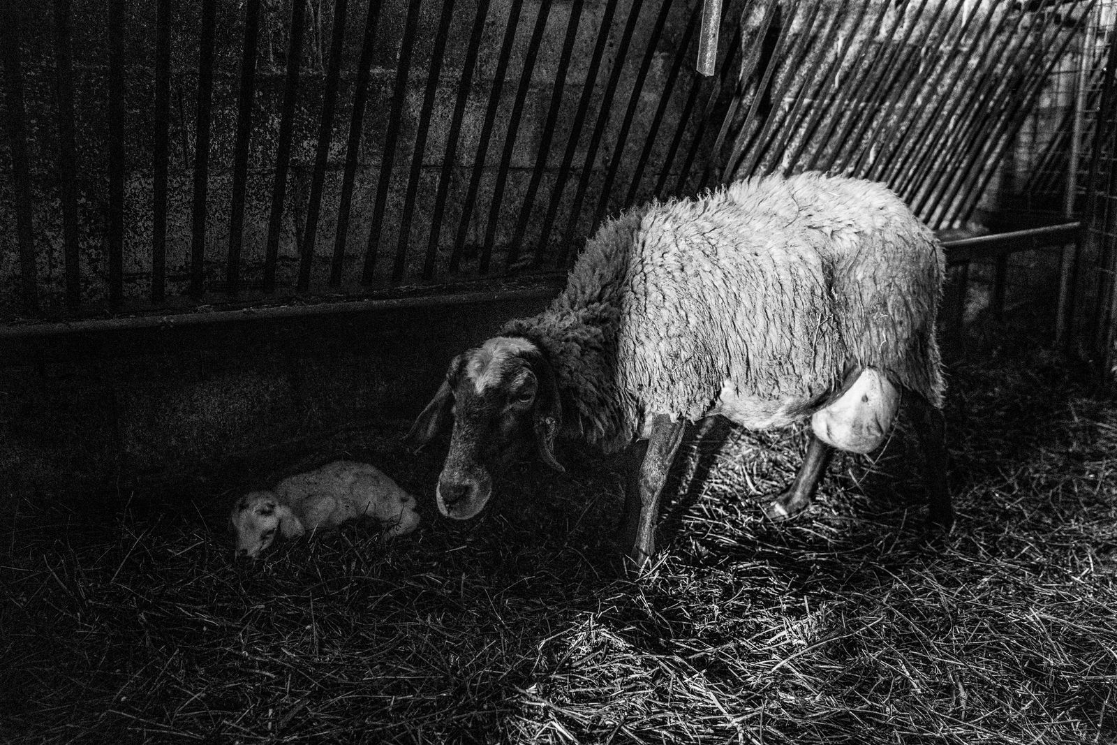 © Irina Vosgerau - Image from the Stranger than Paradise photography project