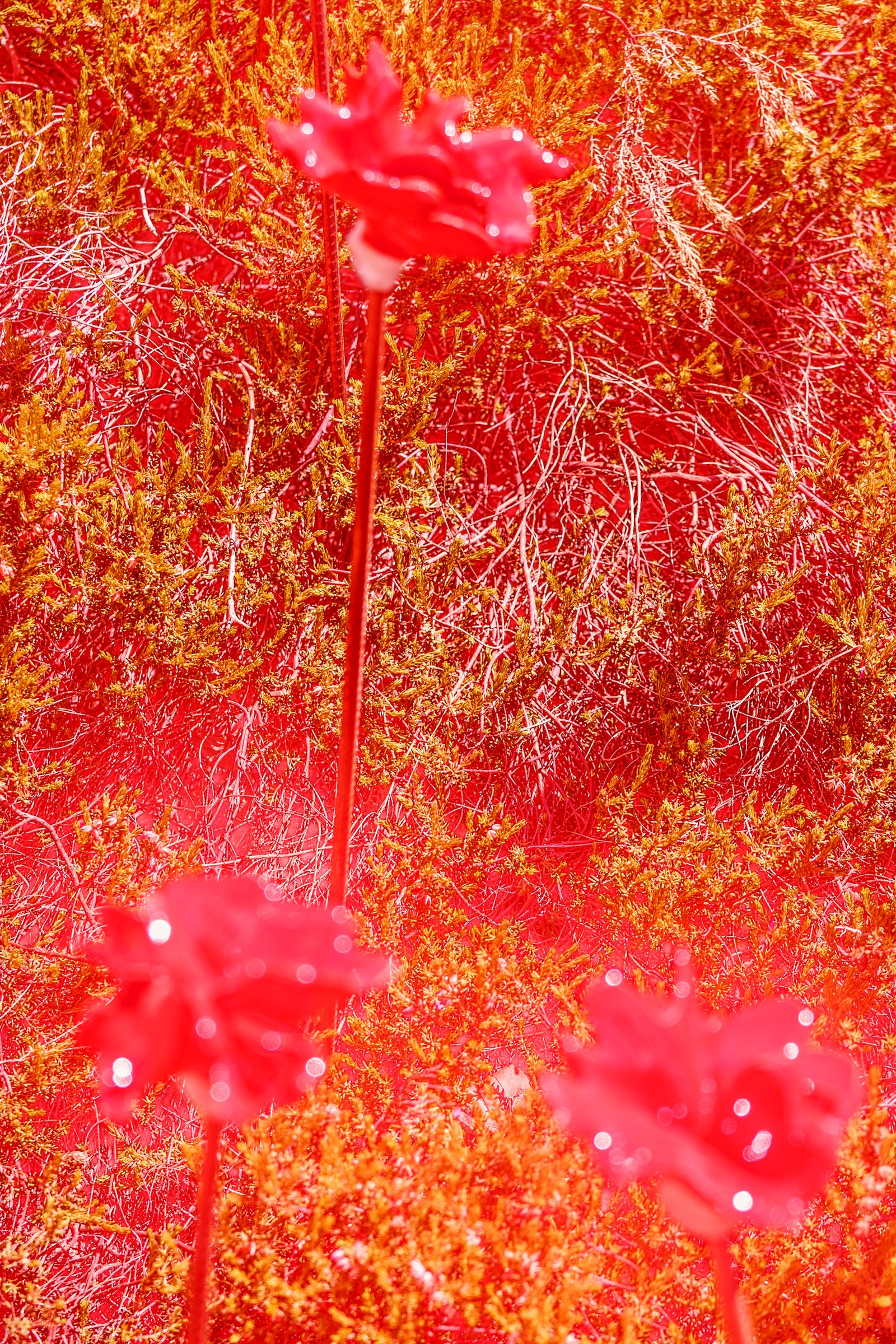 © Uta Genilke - Image from the My Mother's Garden photography project