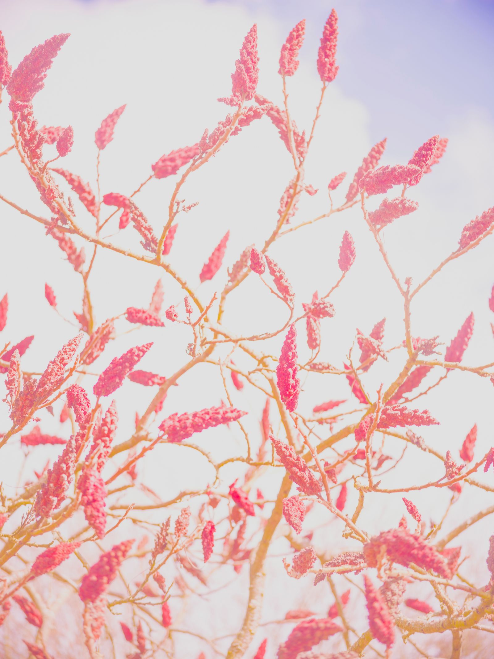 © Uta Genilke - Image from the My Mother's Garden photography project