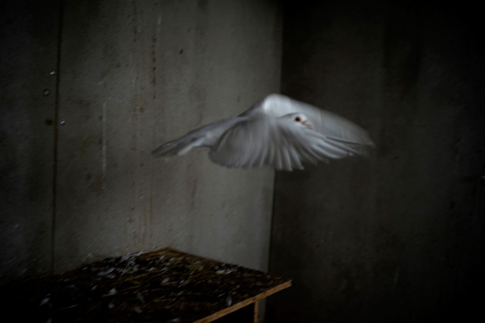 © Nik Roche - Image from the The Budgie Died Instantly photography project